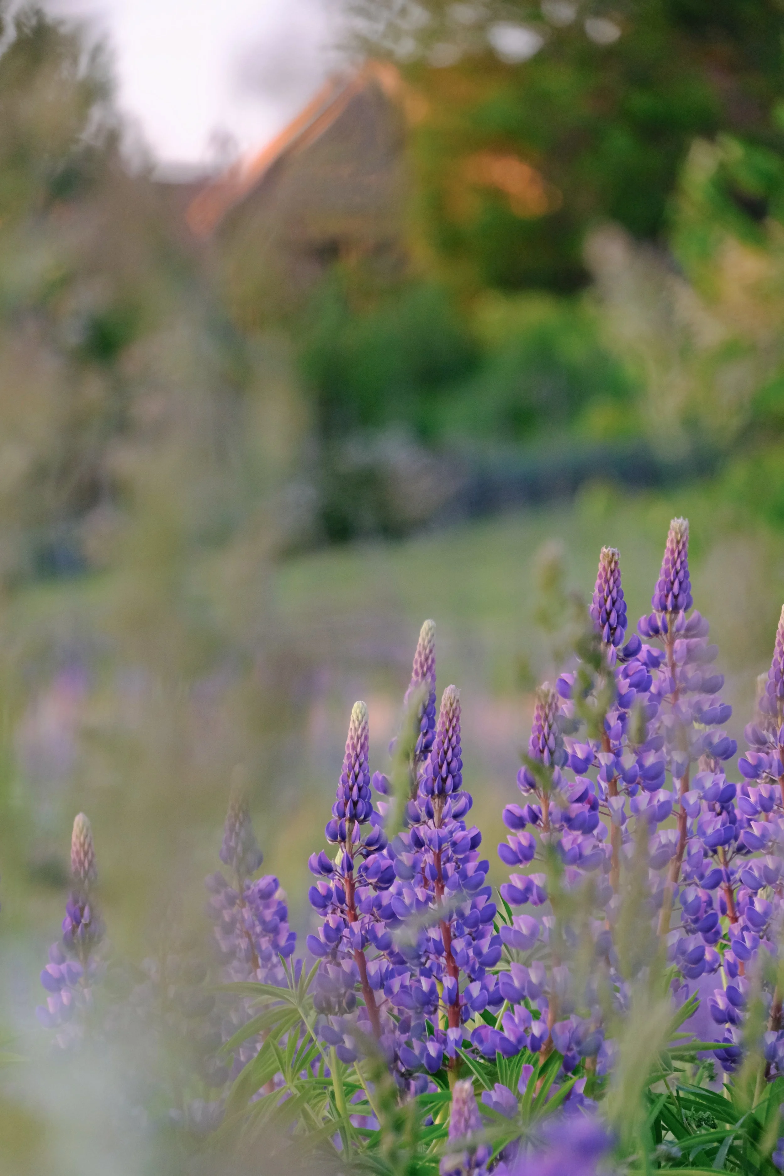 Emma _Lavelle_Sweden_1052.jpeg