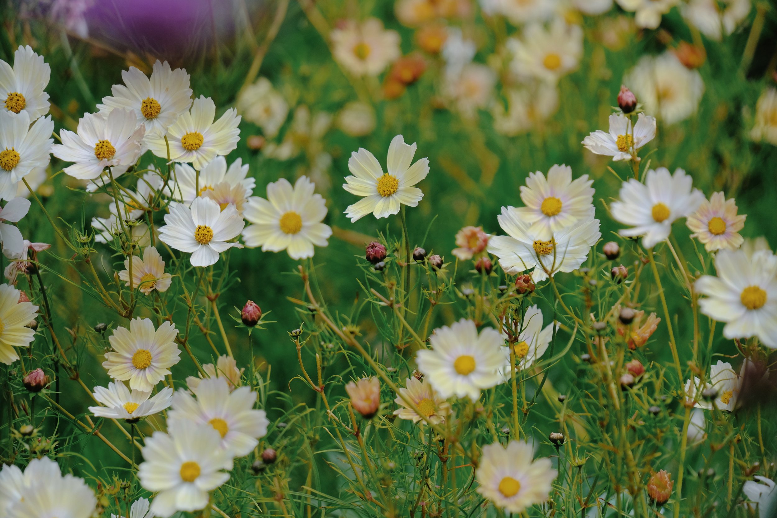 Library - 1 of 1 (18).jpeg