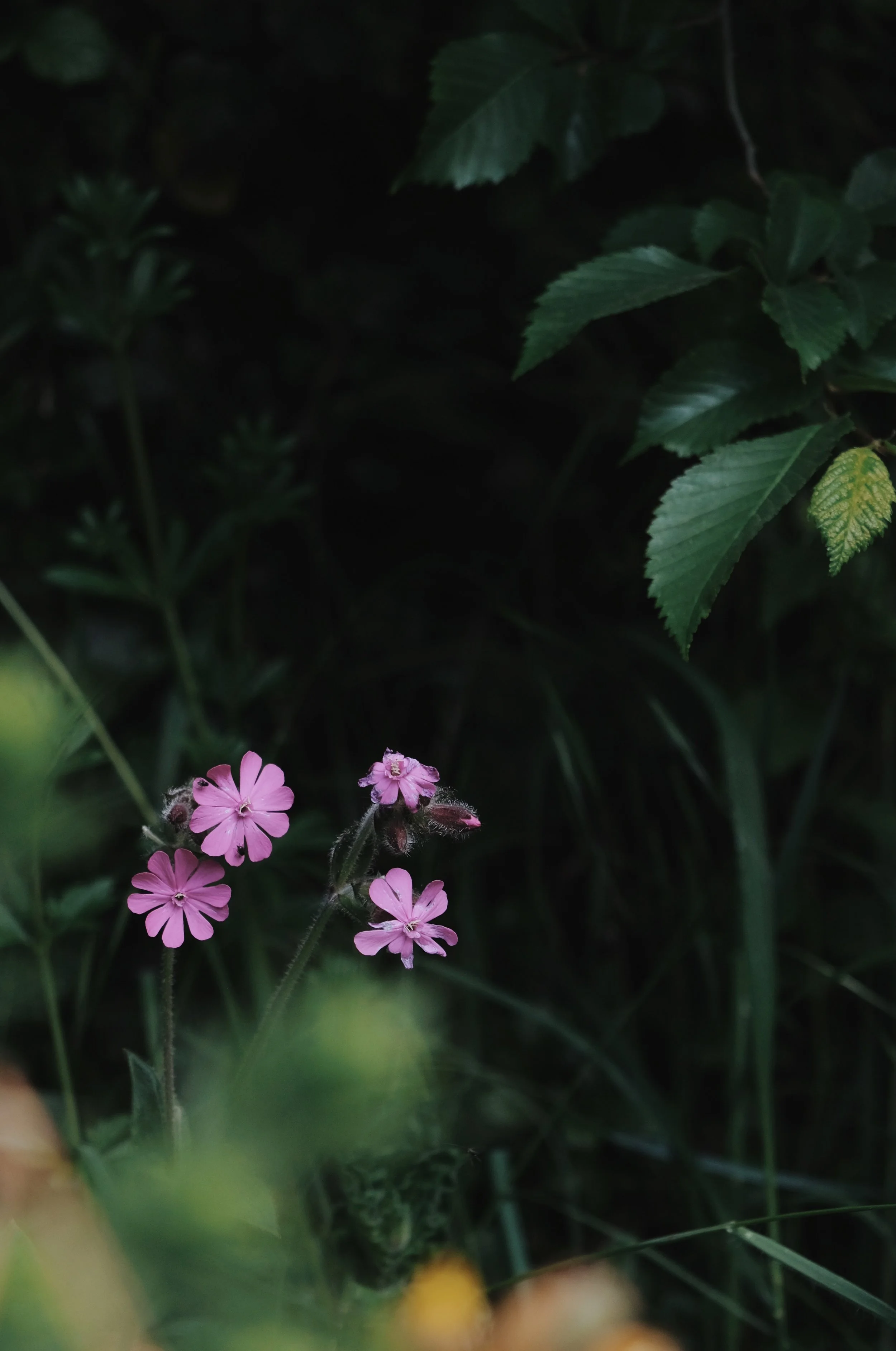 Prussia Cove May 25 - 1 of 15.jpeg