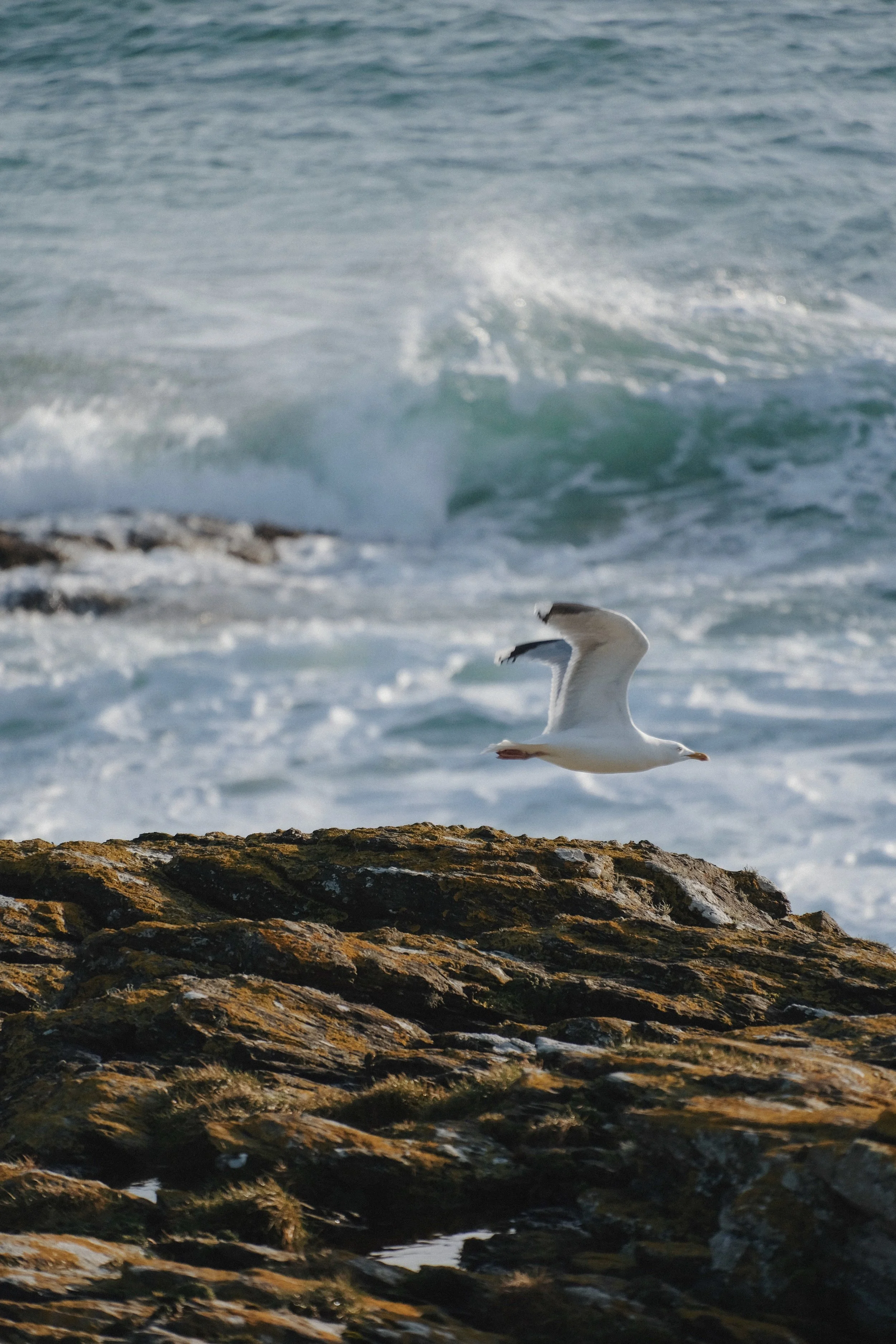 Prussia Cove Feb 25 - 13 of 15.jpeg