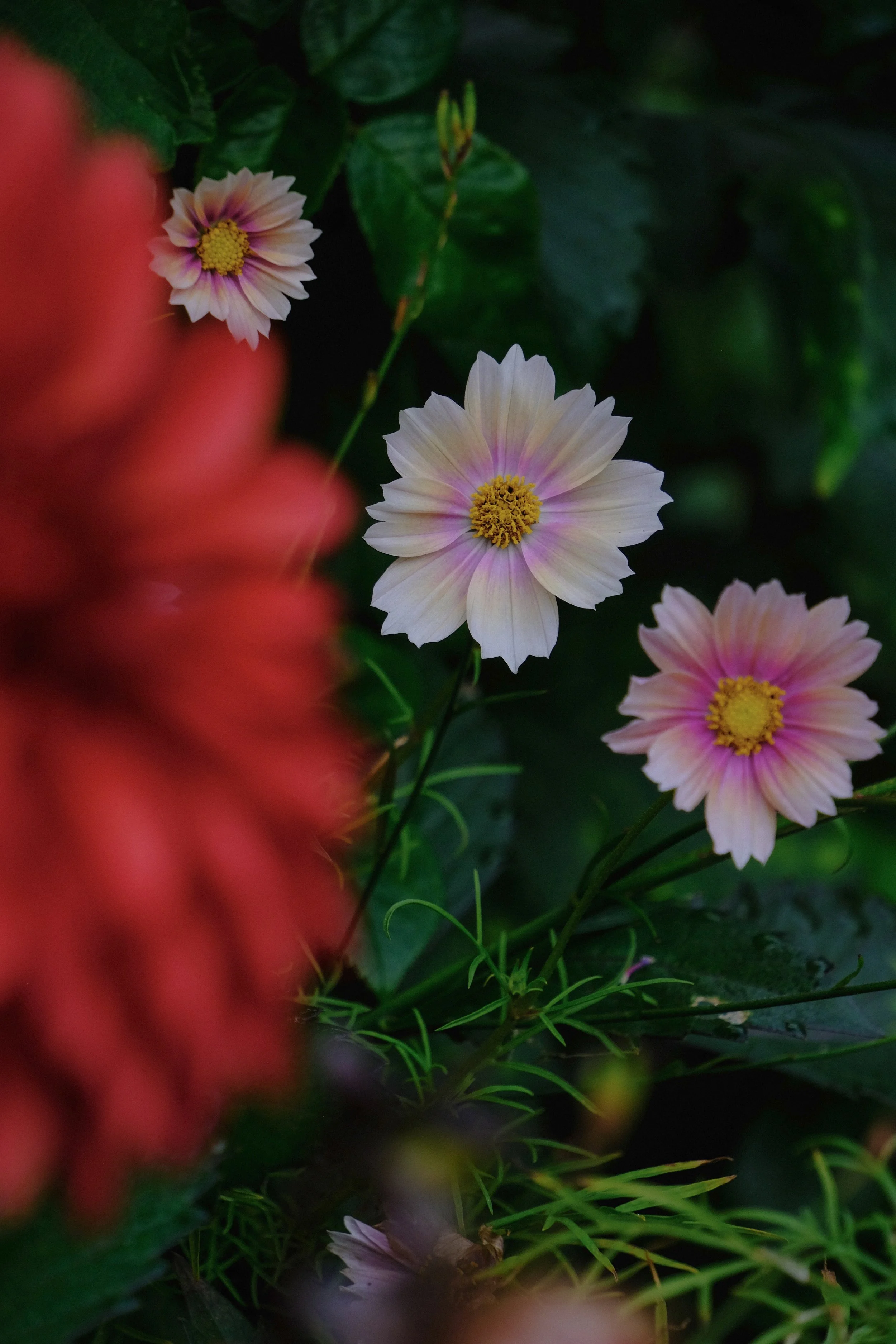 Library - 1 of 1 (20).jpeg