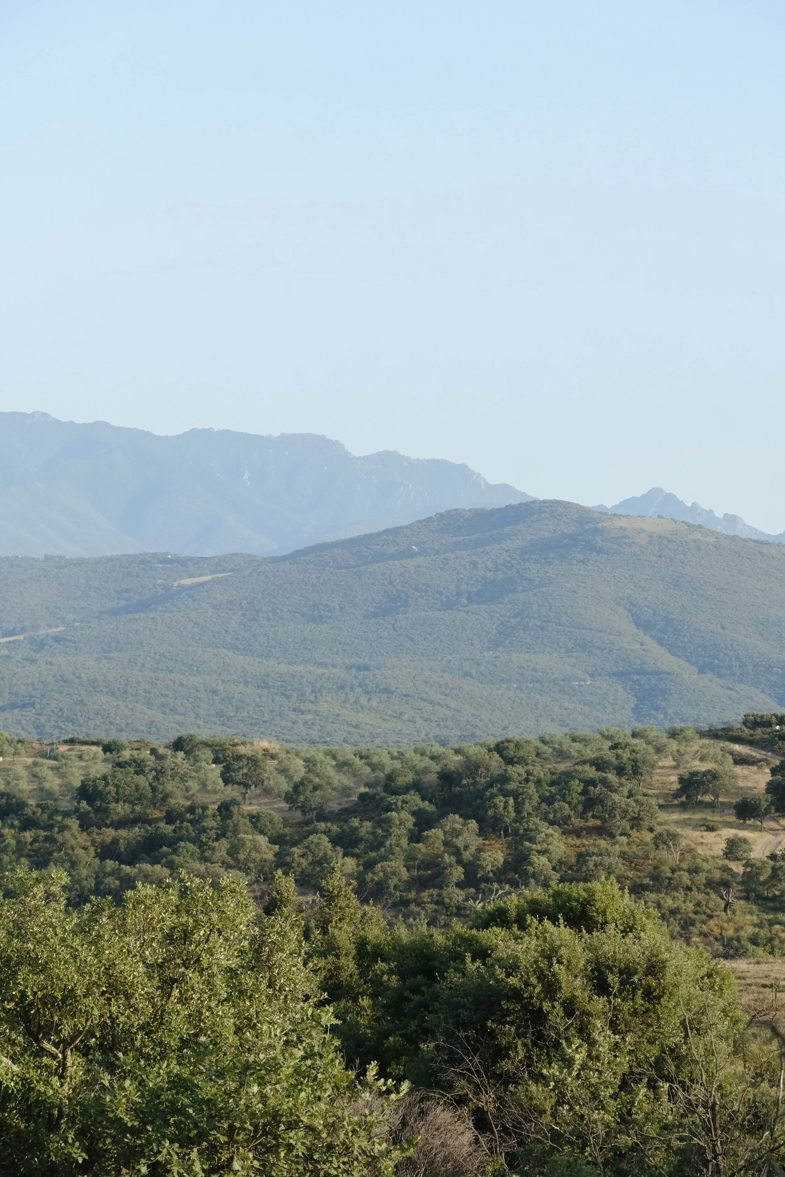 Emma_Lavelle_Madrona_Landscapes_18.jpeg