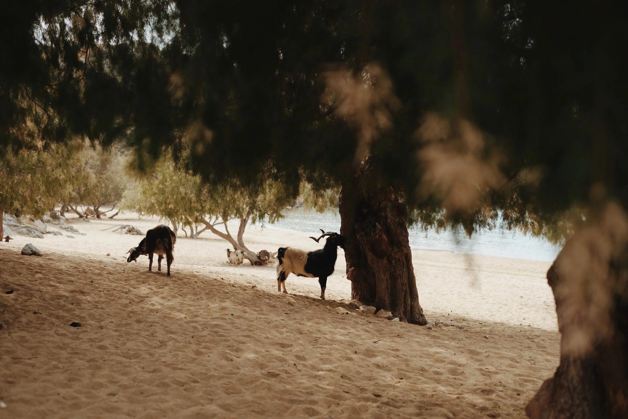 Pagostas - 749 of 773.jpeg