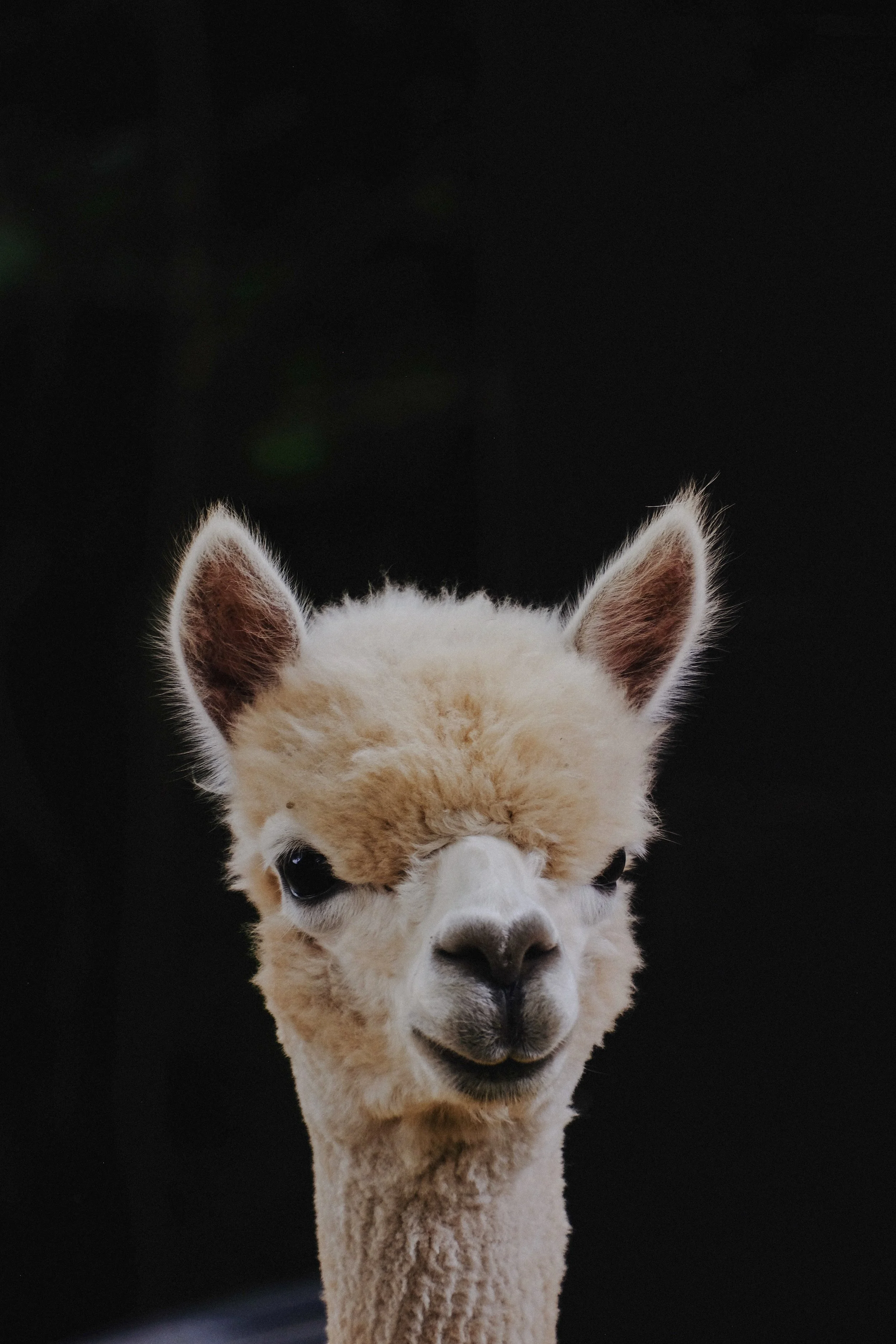 Restaries - 80 of 374.jpeg