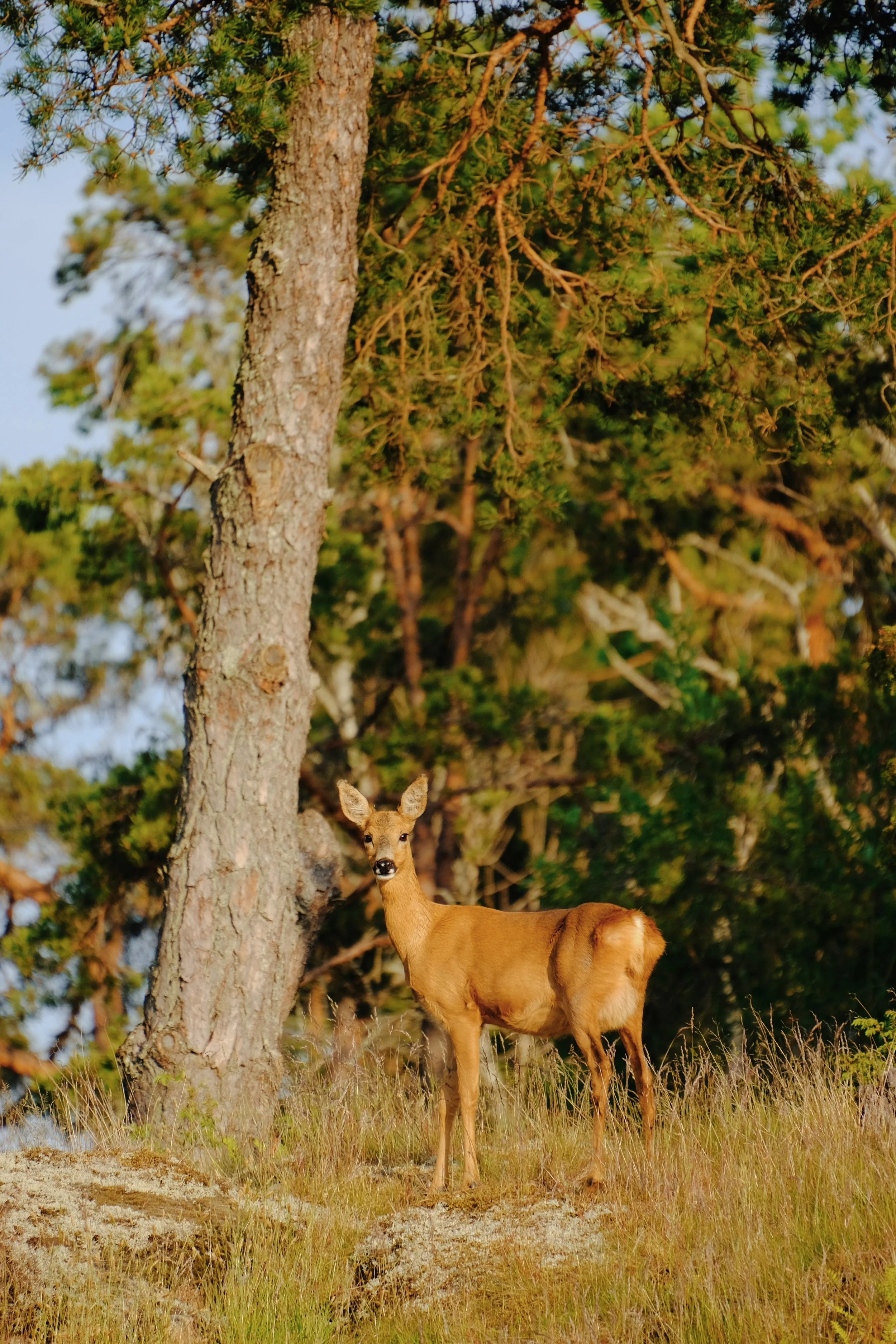 Emma _Lavelle_Sweden_132.jpeg