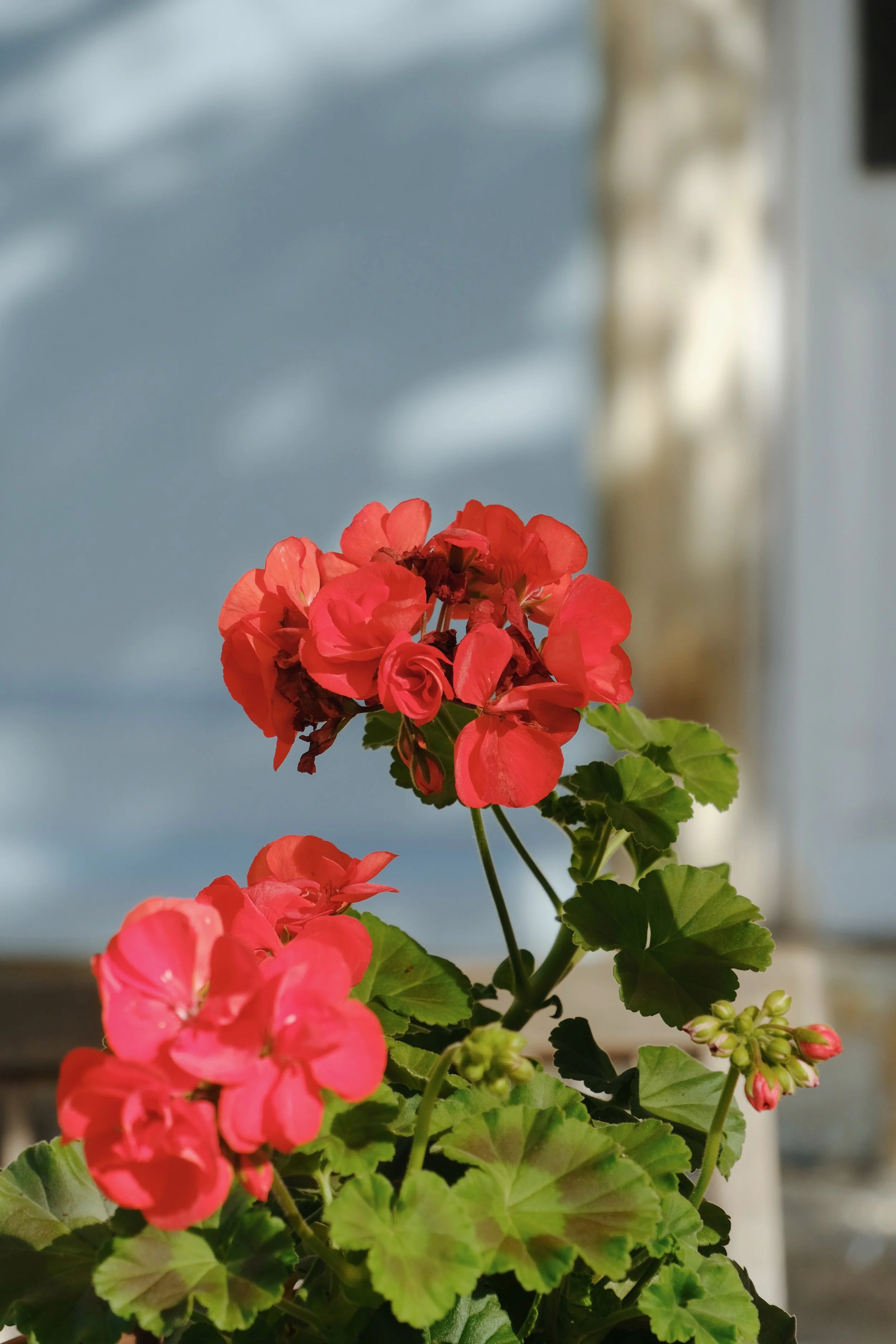 Emma_Lavelle_Chateau_de_Pomiro_604.jpeg