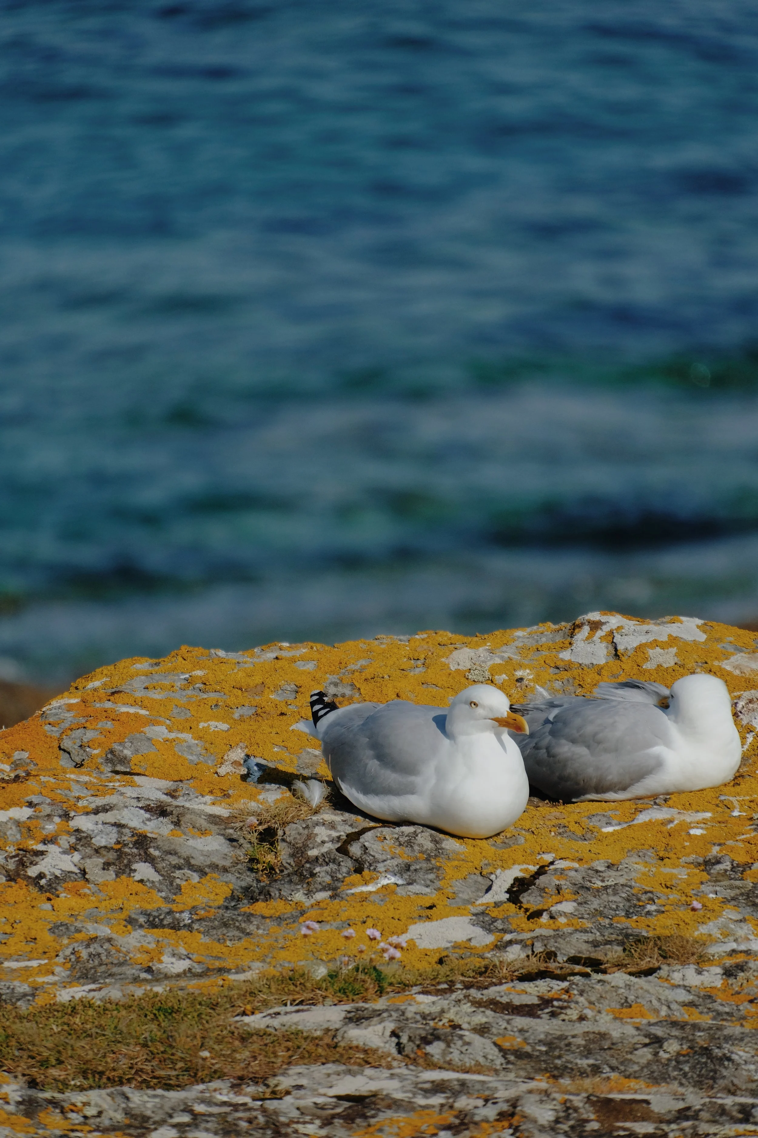 Prussia Cove May 25 - 10 of 15 (1).jpeg