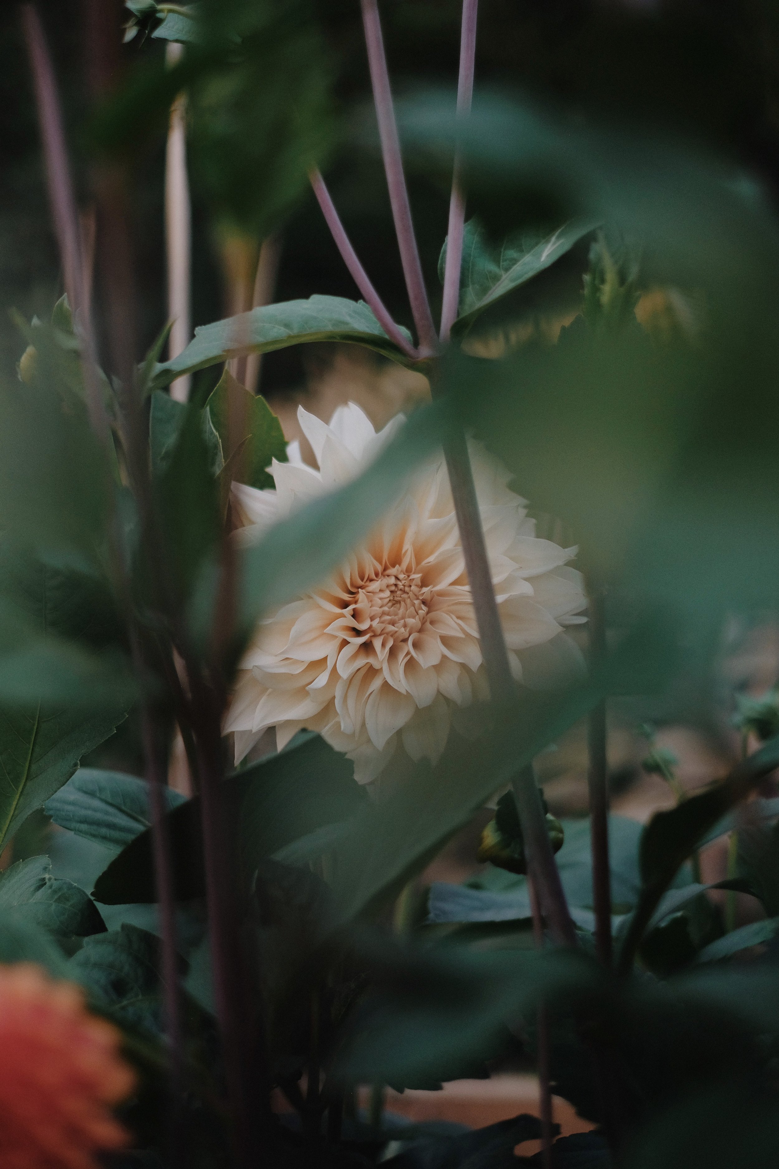 Library - 1 of 1 (11).jpeg