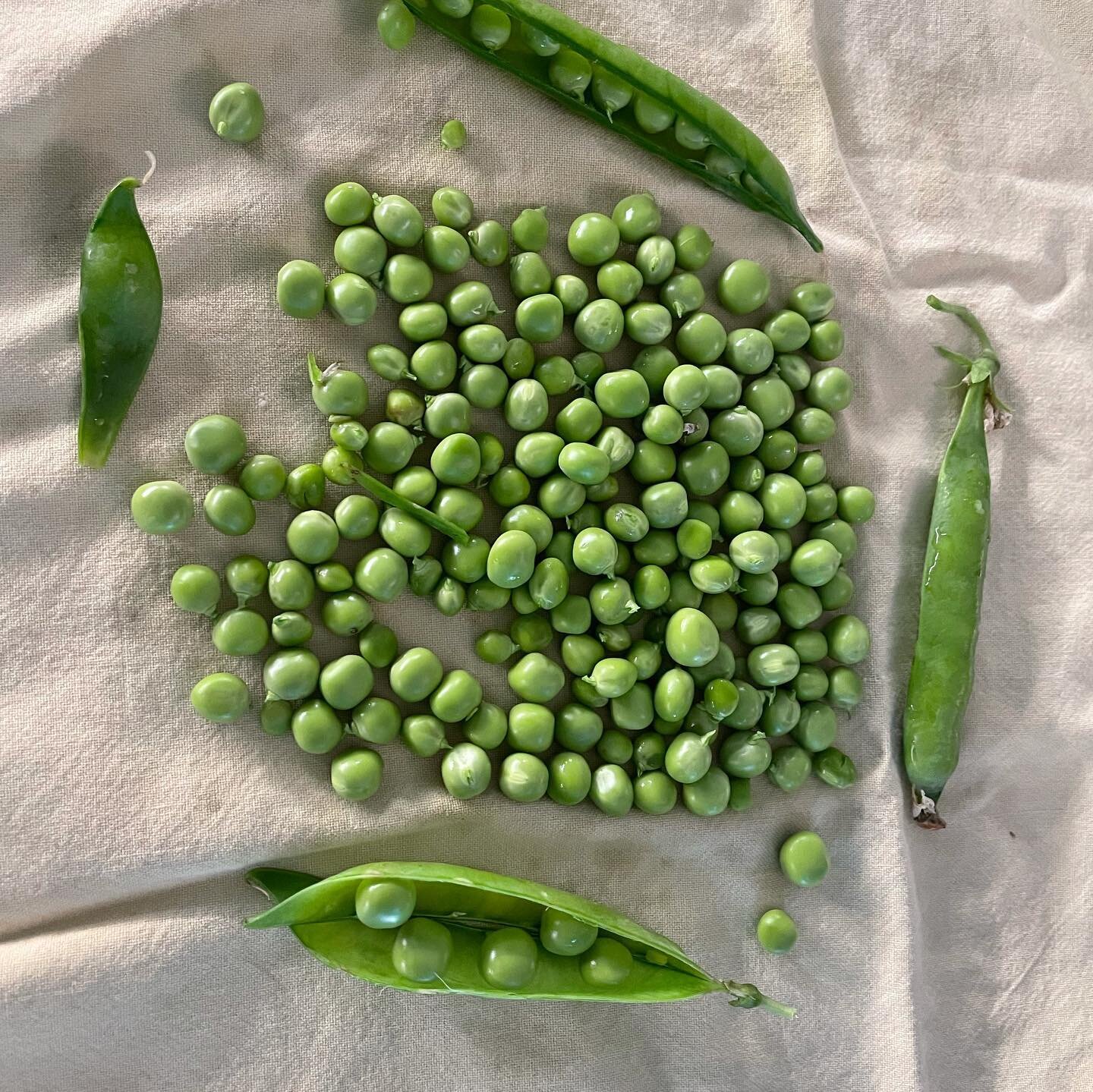 First harvest:  peas and shishito pepper. #backyardgarden #urbangarden #firstharvest