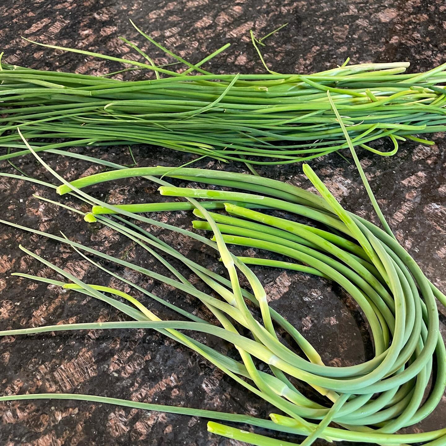 Fresh Chives and Scapes from the garden - Excited to cook with them!! #backyardgarden #urbangarden #scapes #chives