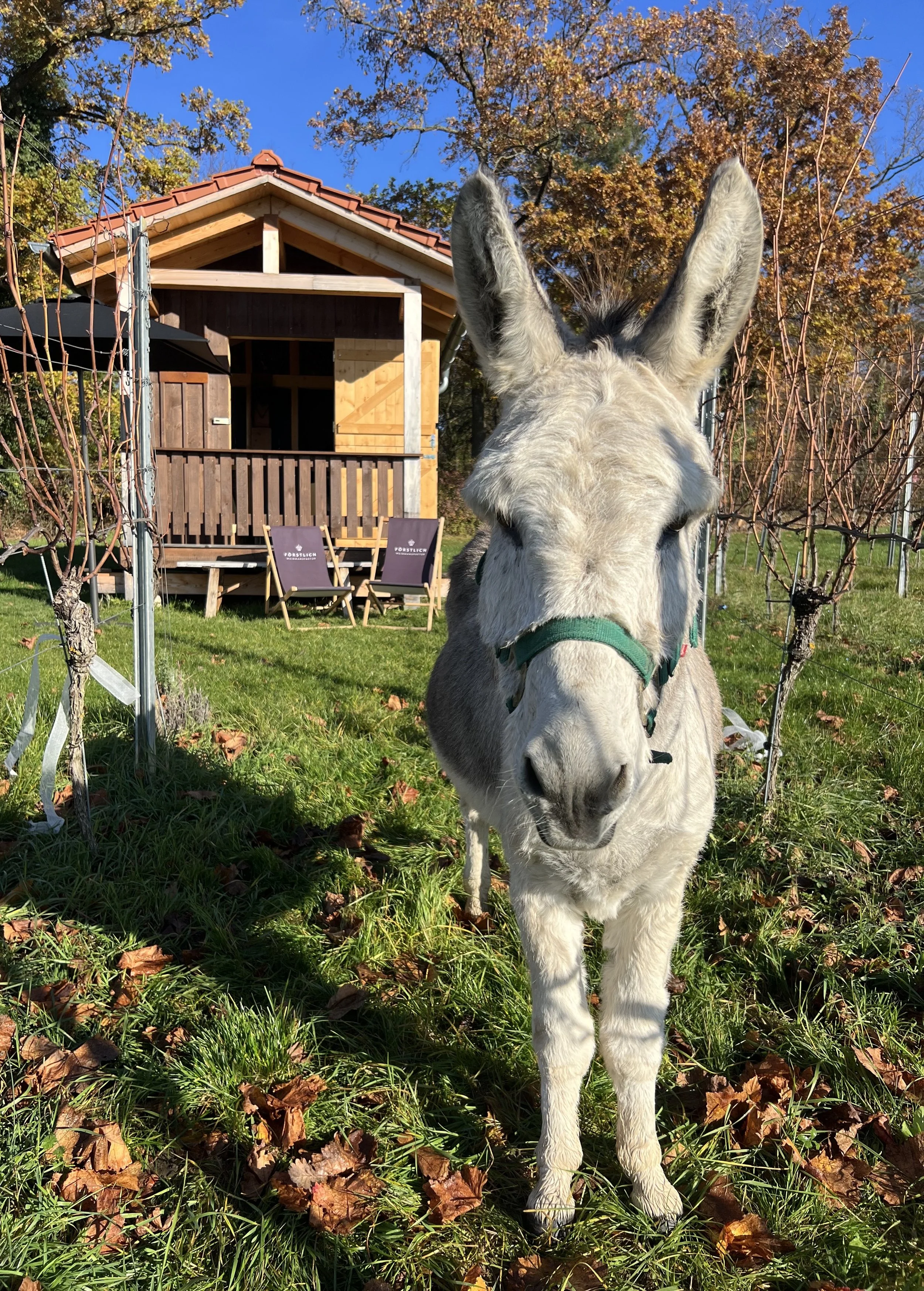 FÖRST ESEL&WEIN. ESELWANDERUNG IN DIE WEINBERGE, SONNTAG 31. Mai 2026