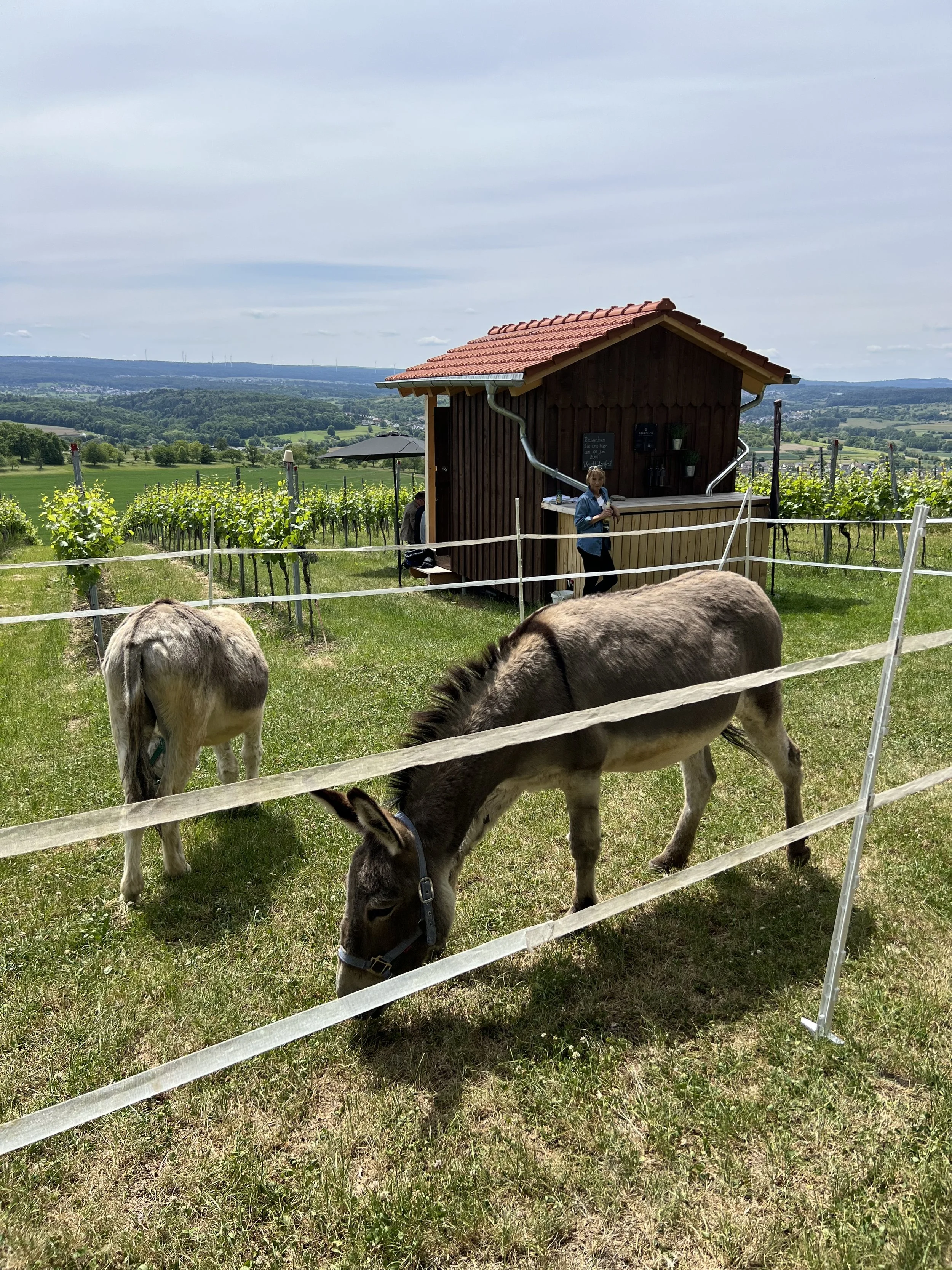 FÖRST ESEL&amp;WEIN. ESELWANDERUNG IN DIE WEINBERGE, SONNTAG 31. Mai 2026