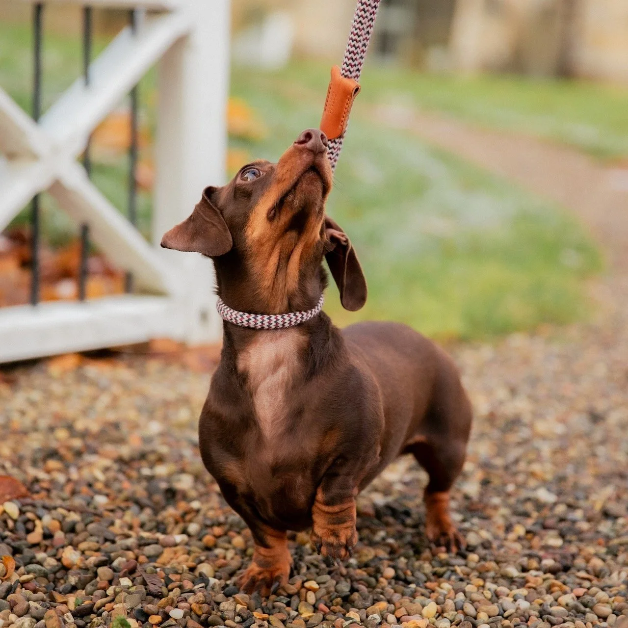 8mm |  1.5 metres | At-Heel Lead ‘Companion’