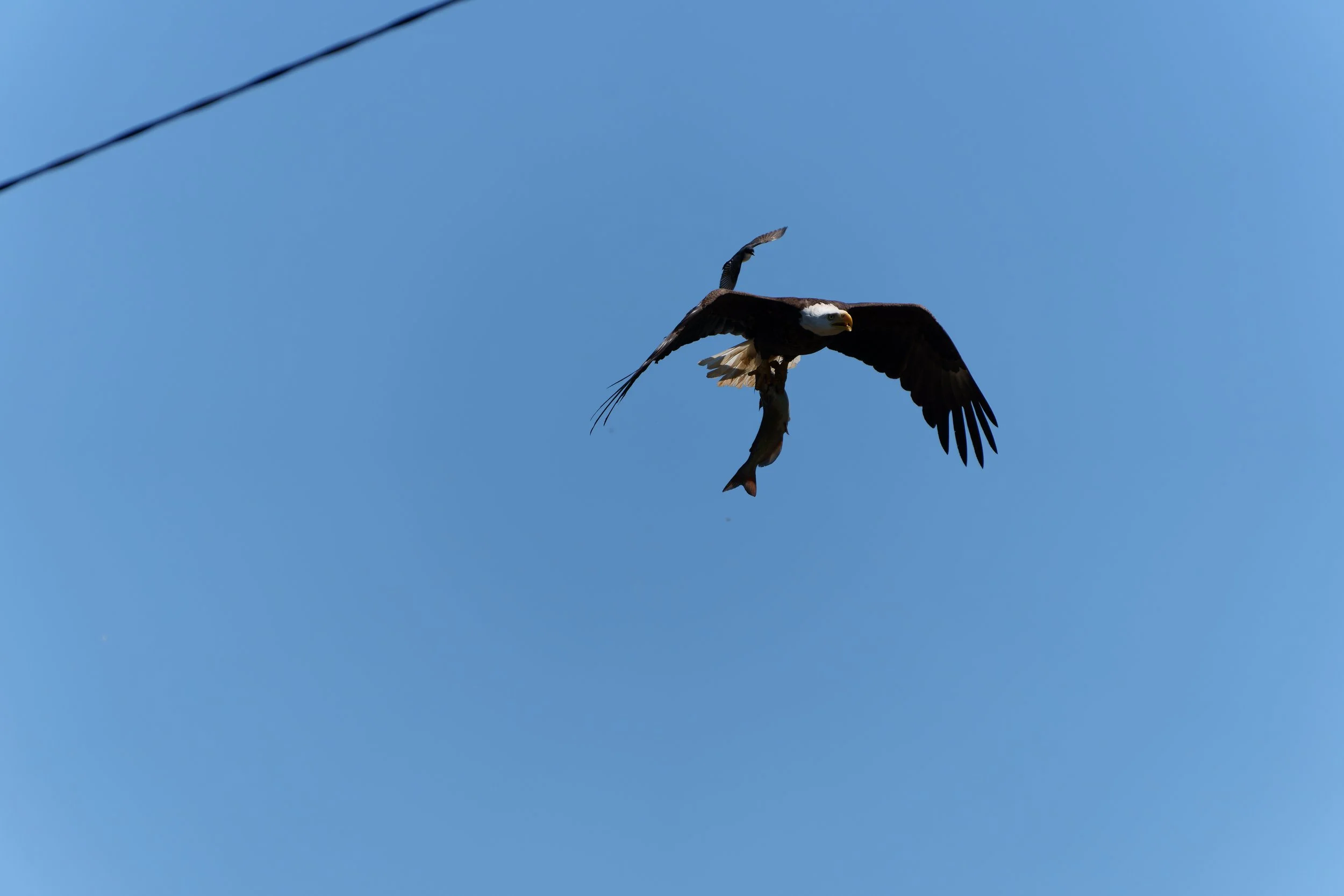 RJ-2022-06-06-5360-DNG_DxO_DeepPRIME-Full Size Full Resolution.jpg