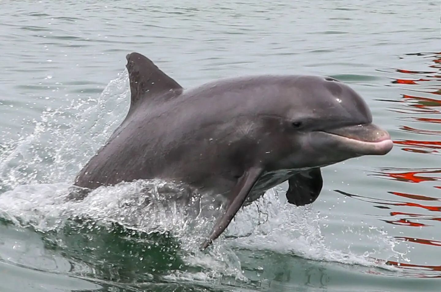 Welcome to Paradise 🐬

#paradiseboattours #seedolphins #annamariaisland #longboatkeyflorida #ResidentdolphinsofSarasotaBay #dolphinresearchcenter #jakesphotos #dolphins #manatees #rays #shark #seaturtle #keepyoureyesonthewater