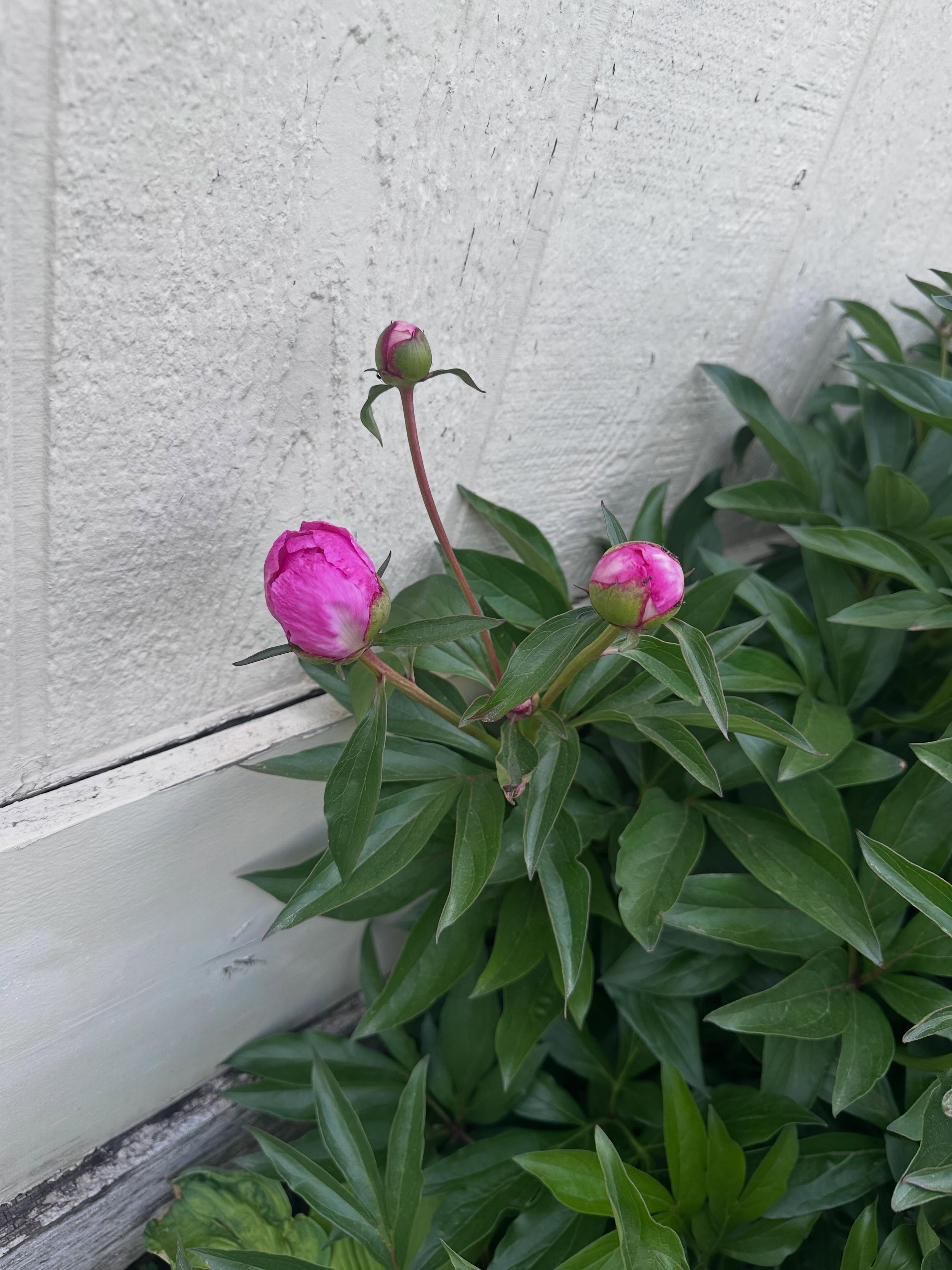 swipe to watch the first peony bloom 🌸