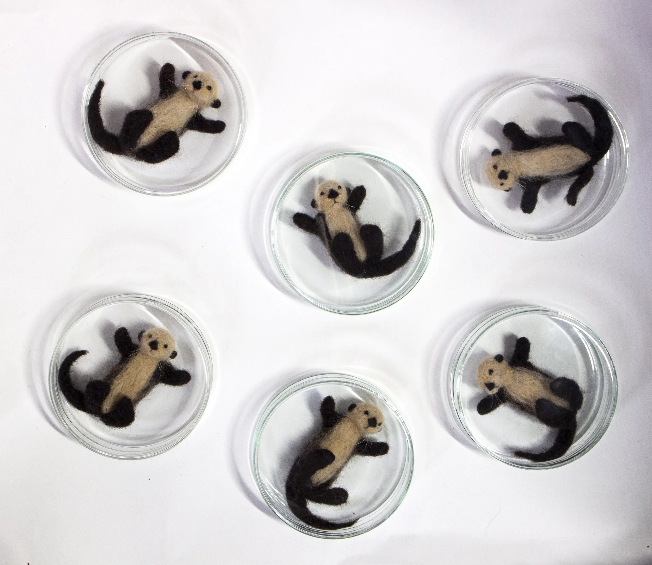 Isolated Sea Otters