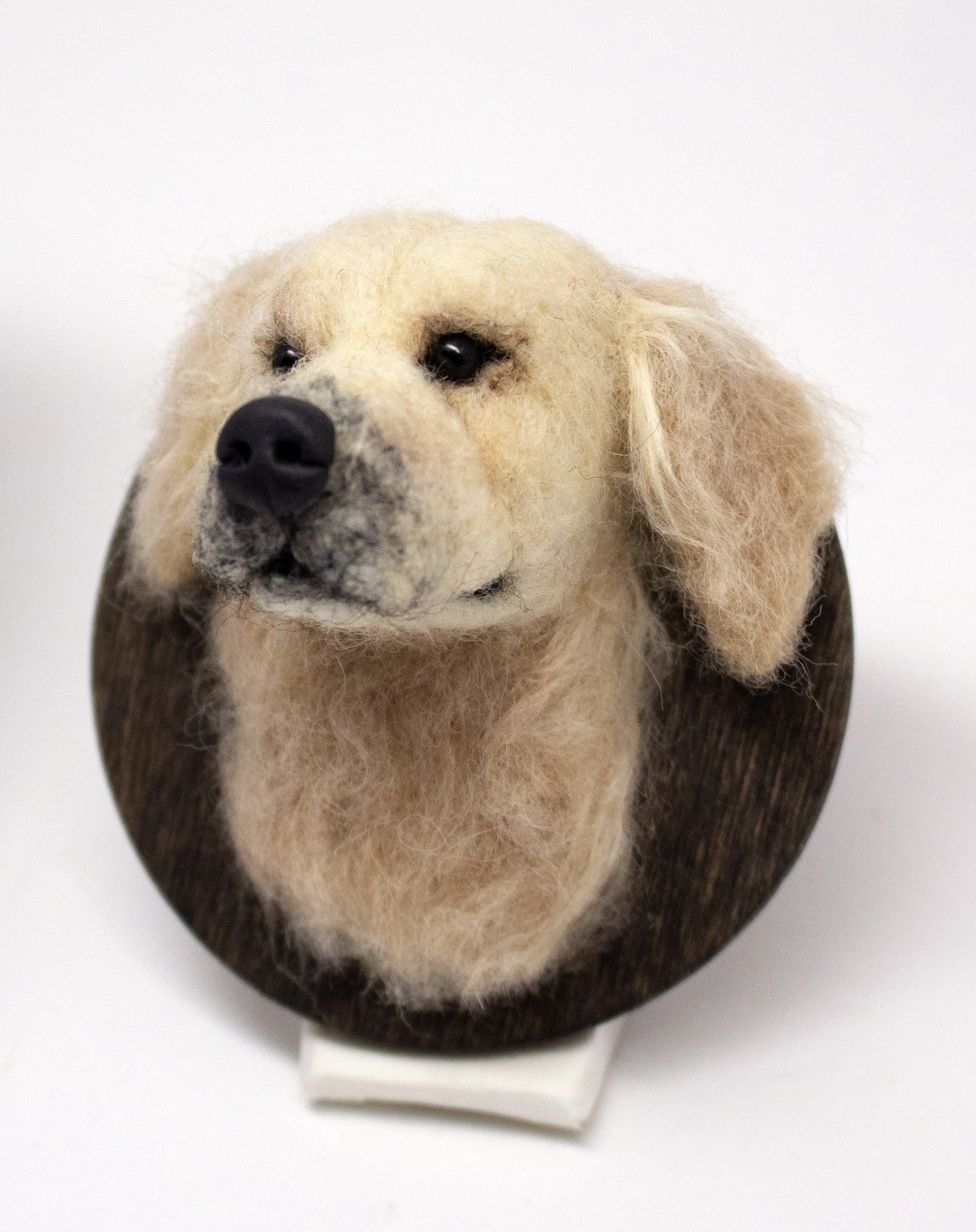 Golden Retriever.jpg