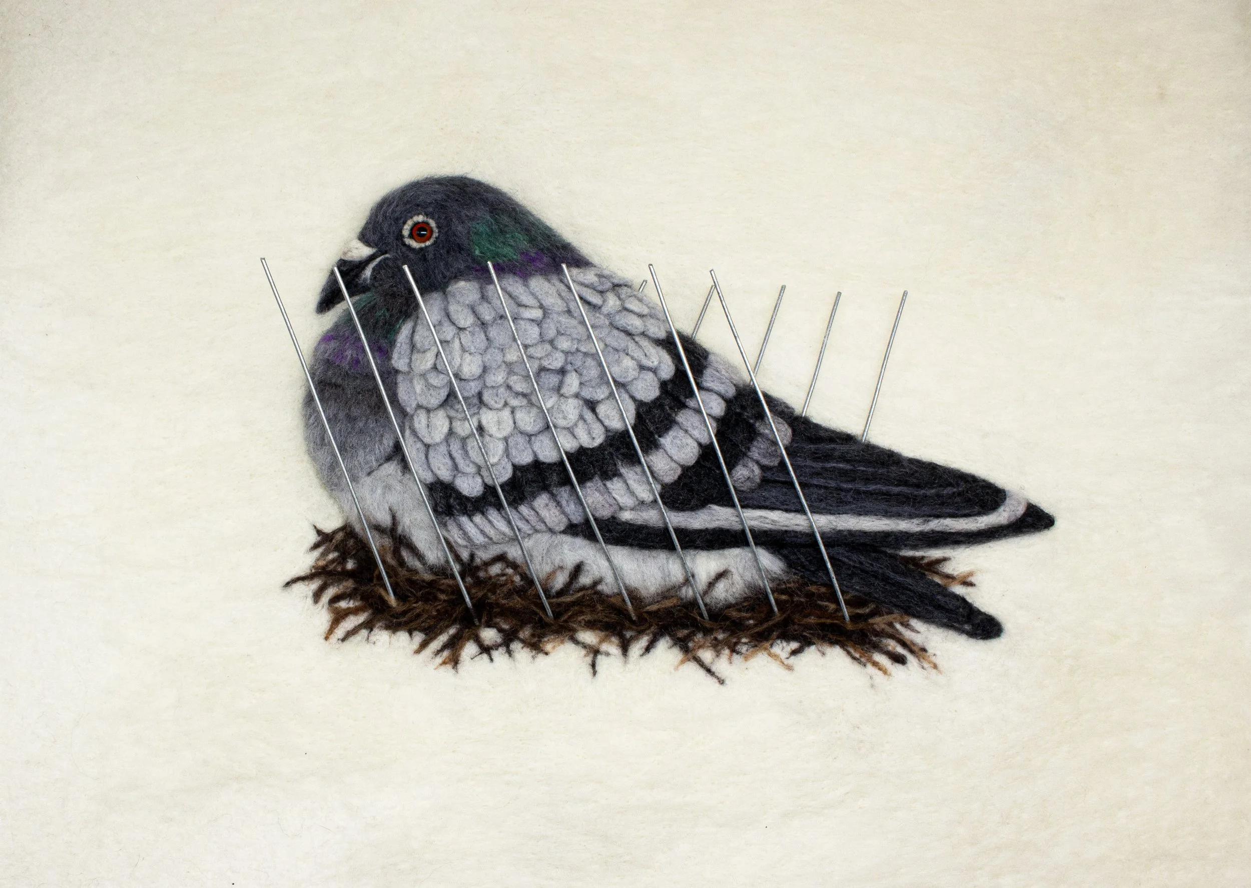 Pigeon main.jpg