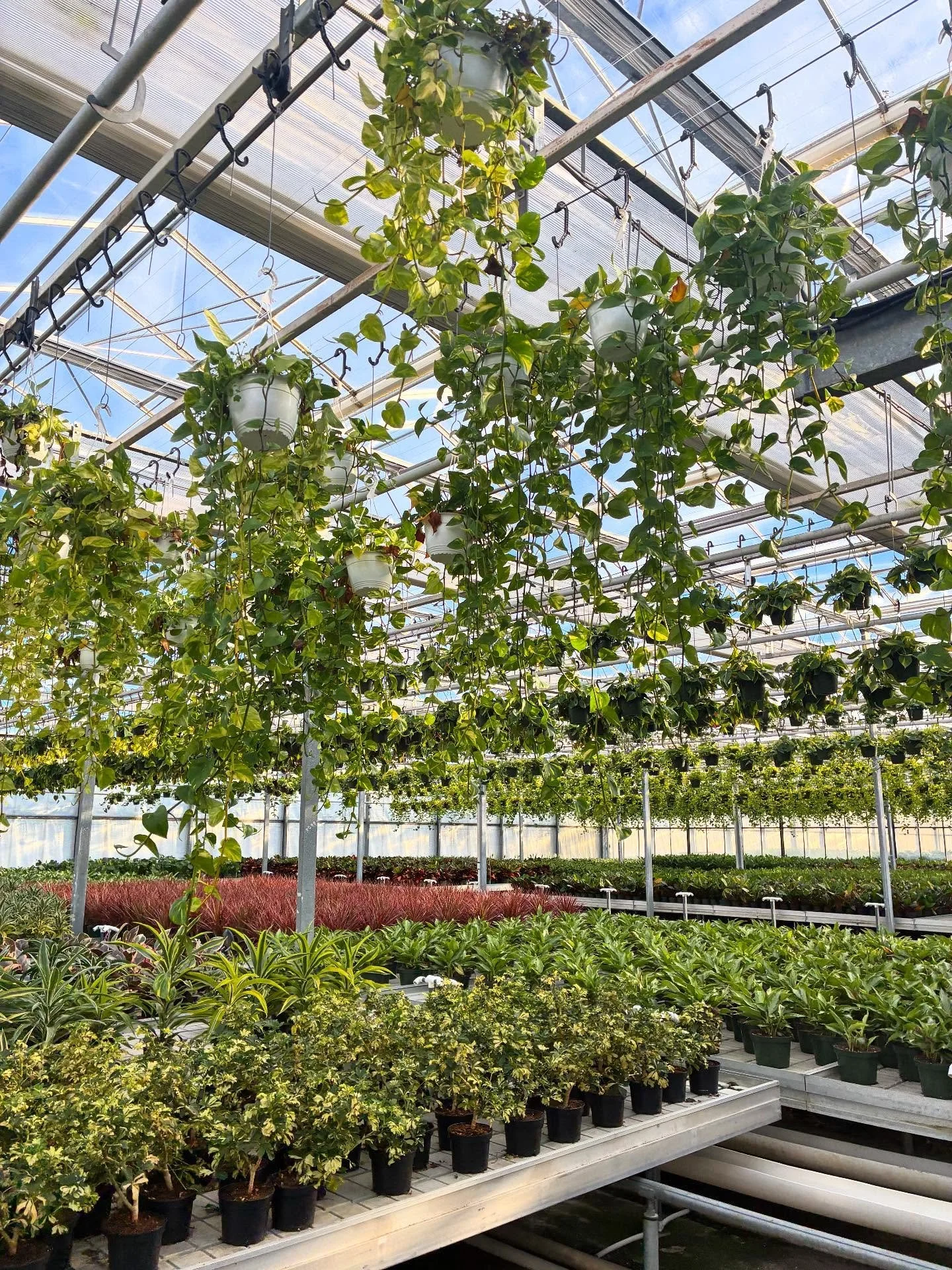 Made it home safely after spending a few beautiful days in Canada for the Floriculture Research Alliance Conference. 🍁
I&rsquo;m feeling very thankful for the opportunities I&rsquo;ve been given, and information I learned!