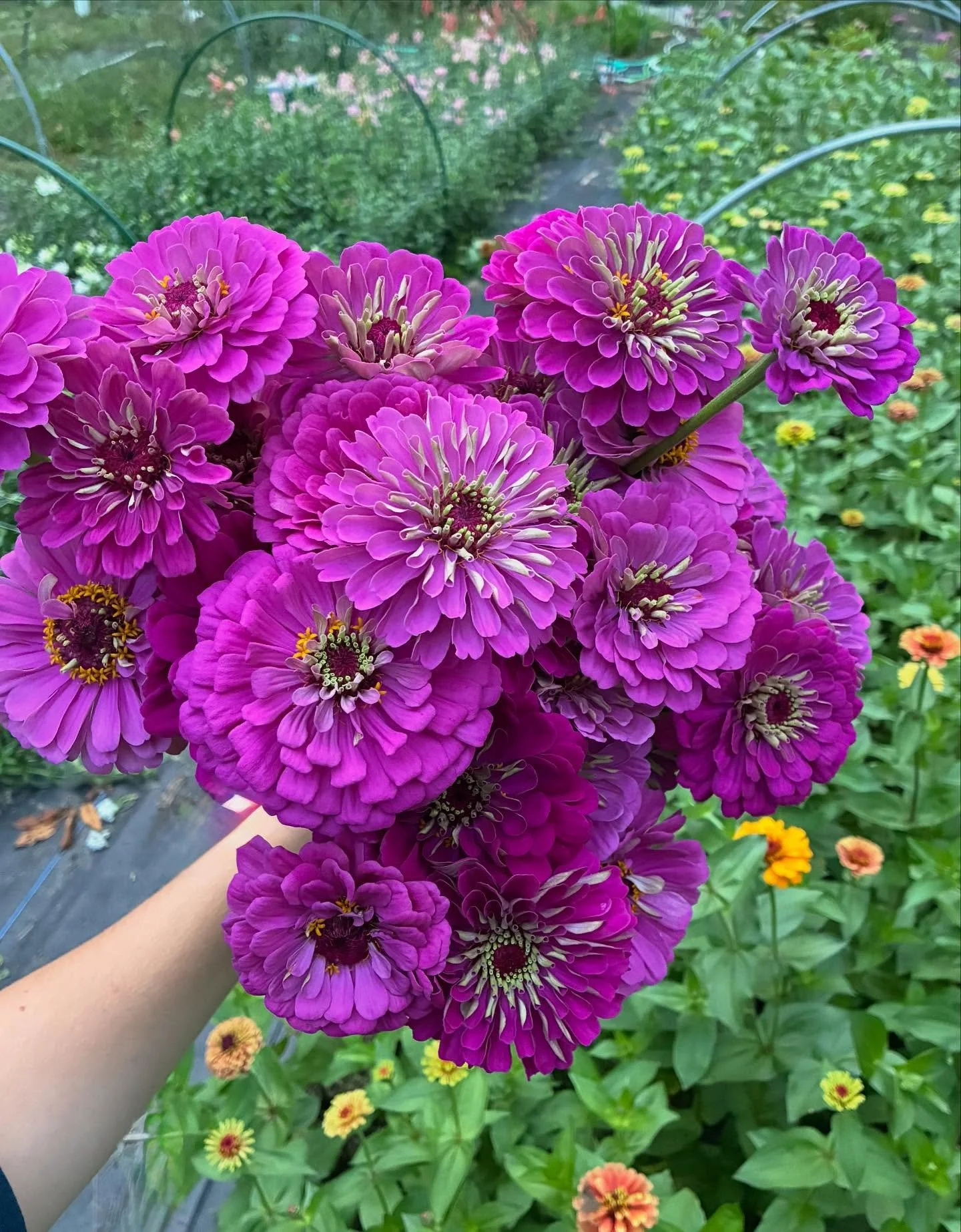 This is our last week for farm fresh flowers! We will be cutting every last stem from our fields to bring to market Wednesday &amp; Friday! @jerseycutflowermarket 

This year has been a crazy ride. I&rsquo;m happy to be ending on a positive note. Tha