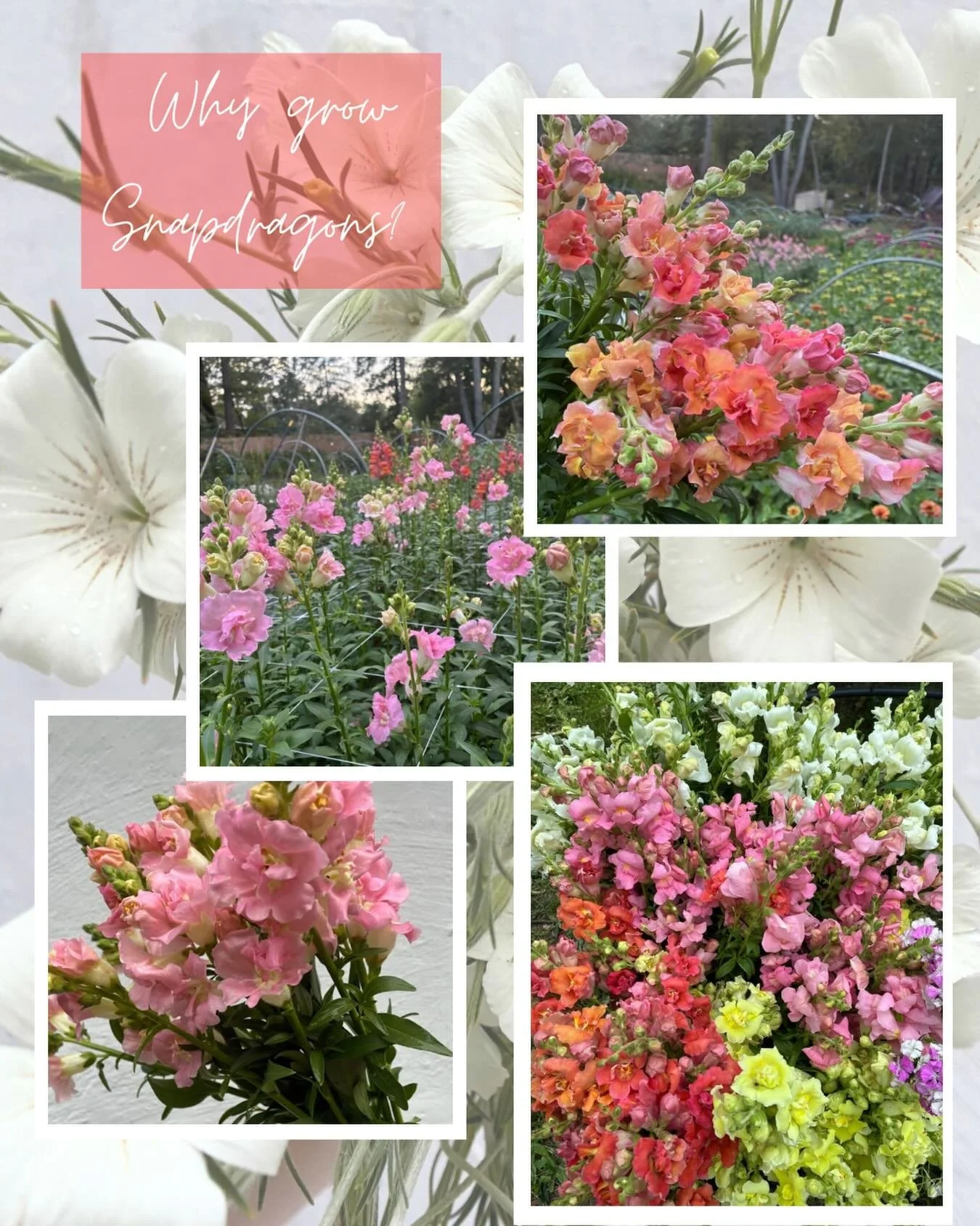 Snapdragons were our best selling crop of 2025. If I were to suggest a cut flower for someone to grow these would be it! We are adding lots of snaps to our 2026 schedule-

&bull;Come in every color of the rainbow.
&bull;Very easy to schedule, you can