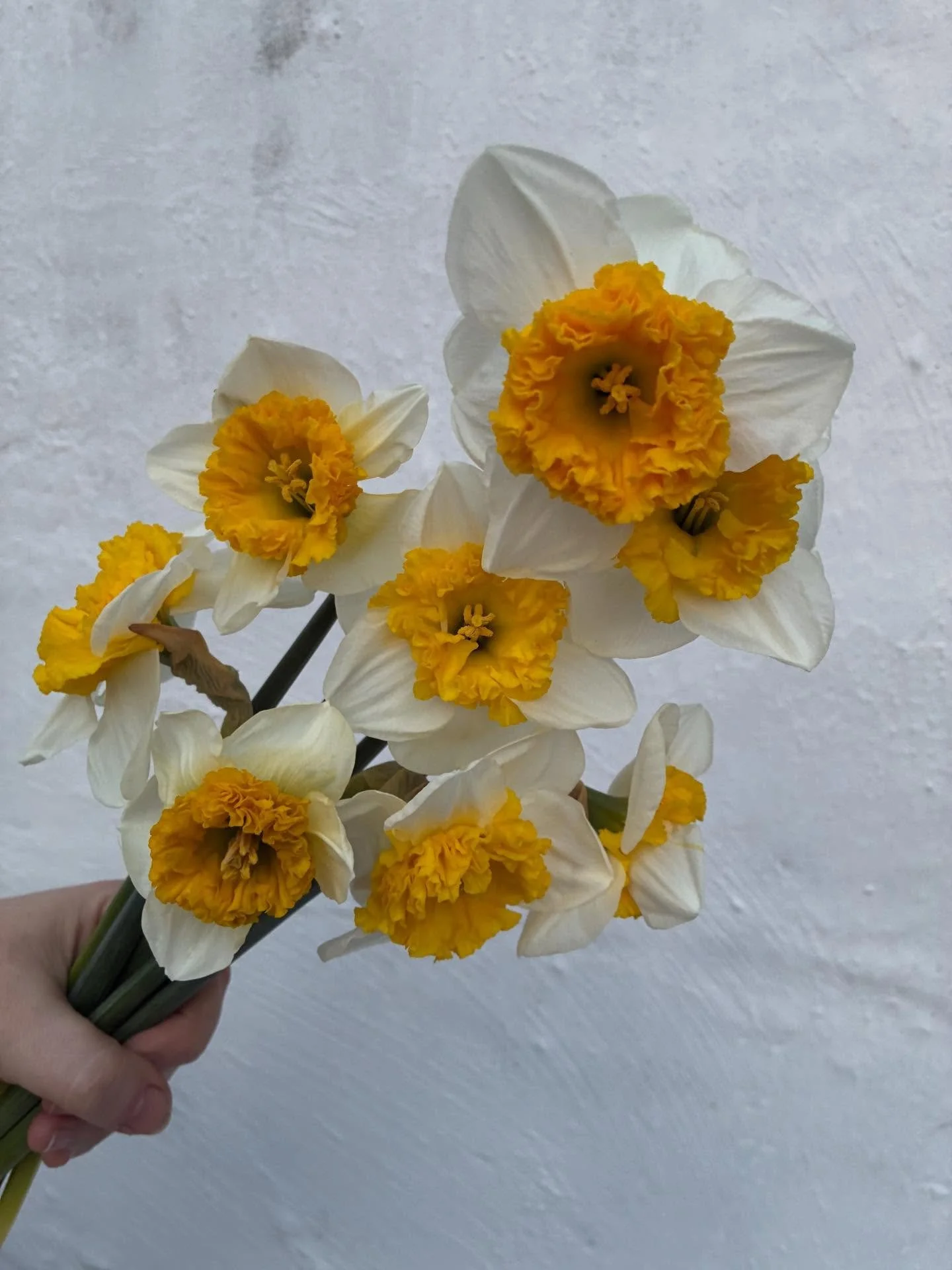 Daffodil season can&rsquo;t come soon enough! These will be our first bulk flowers in bloom and we can&rsquo;t wait to share them with you!💛