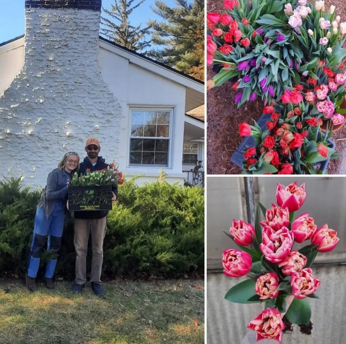 Happy Valentine&rsquo;s Day❤️ Here&rsquo;s some throwback pics of previous years where we grew our own winter flowers! 

🌷3 years ago I grew tons of winter tulips and sold every stem!
🌷2 years ago I grew winter Amaryllis and they bloomed right in t