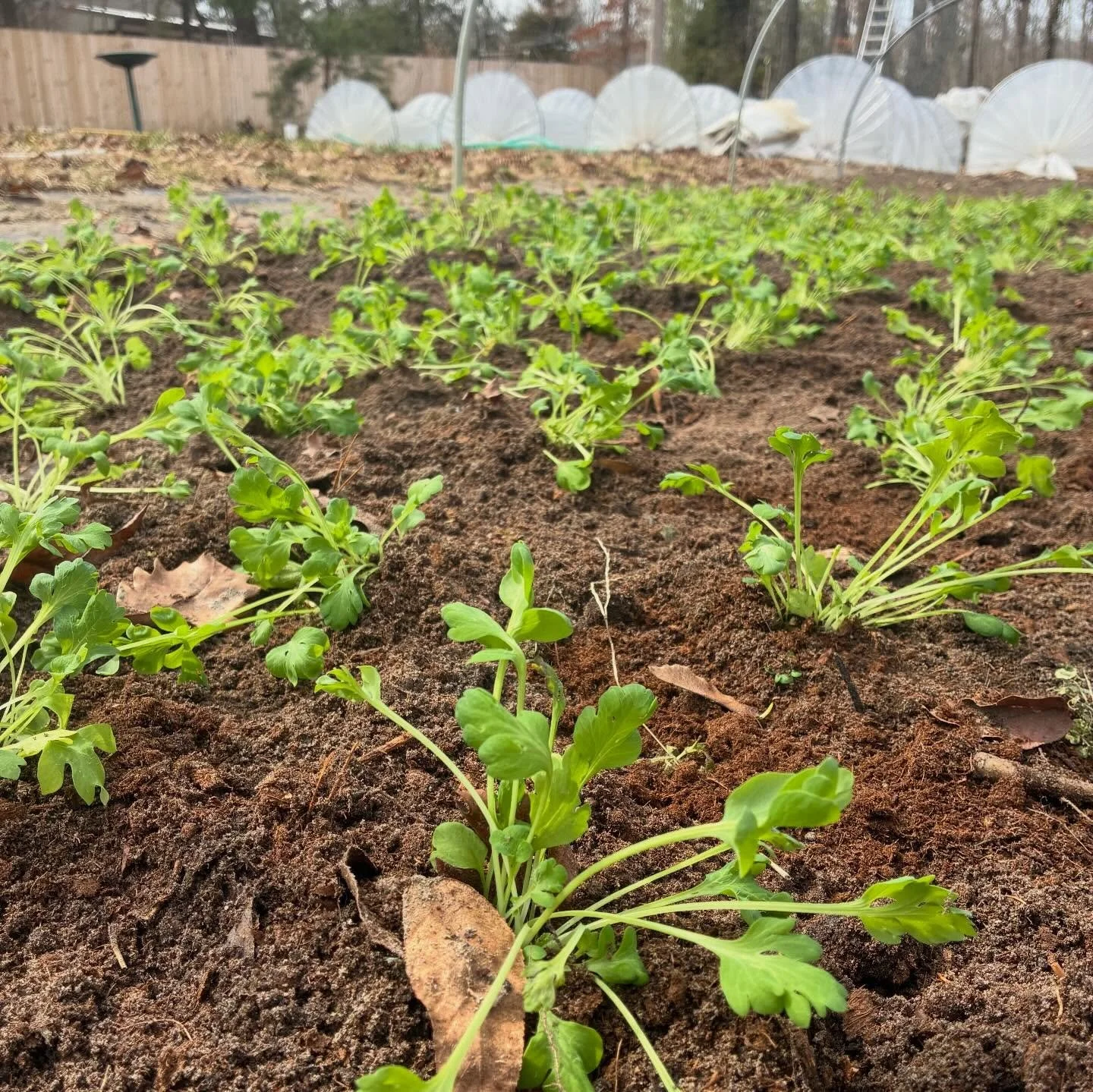 March is for growth! 🌱 
These warm temps have been such a treat! Let&rsquo;s hope the next few cold days are it for the season. We are taking it one day at a time and trying to get everything cleaned up and organized before spring harvest comes💐