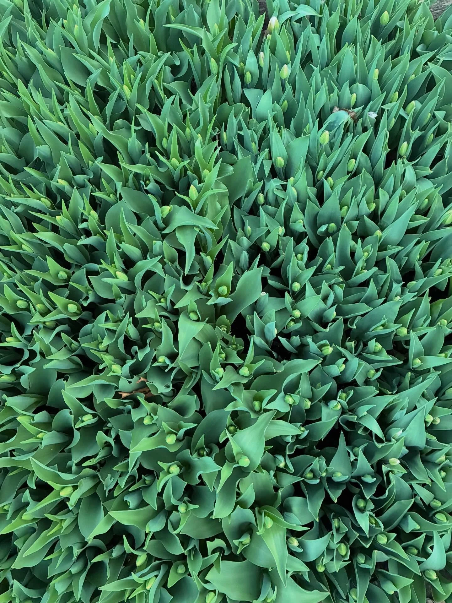 Easter drop coming soon&hellip; 🐣🐇🪺🪻