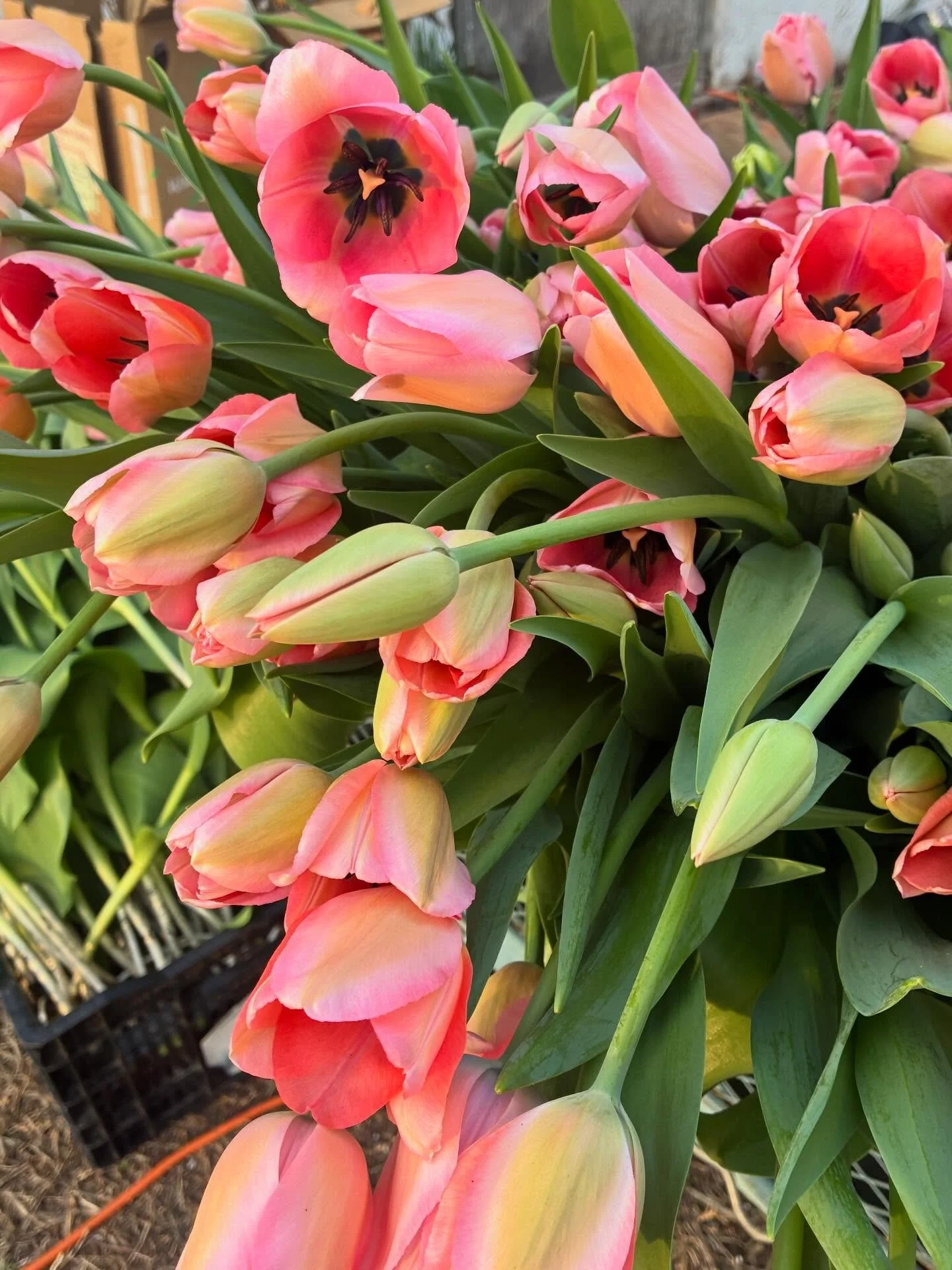 The flowers are starting to roll in and we couldn&rsquo;t be happier! 🌷

How to get these home grown blooms?
🧡Florists: Send us a message to get added to our wholesale availability updated weekly via @rooted_farmers. We&rsquo;ll make your life easy