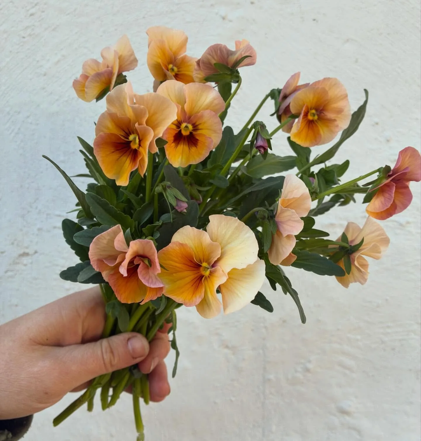 Our Pansy and Viola patch is putting on quite the show! These little flowers have become such a trend in the floral design world- and I can see why! 😍
Long vase life, beautiful colors, and if they&rsquo;re grown right you can get tall stems like the