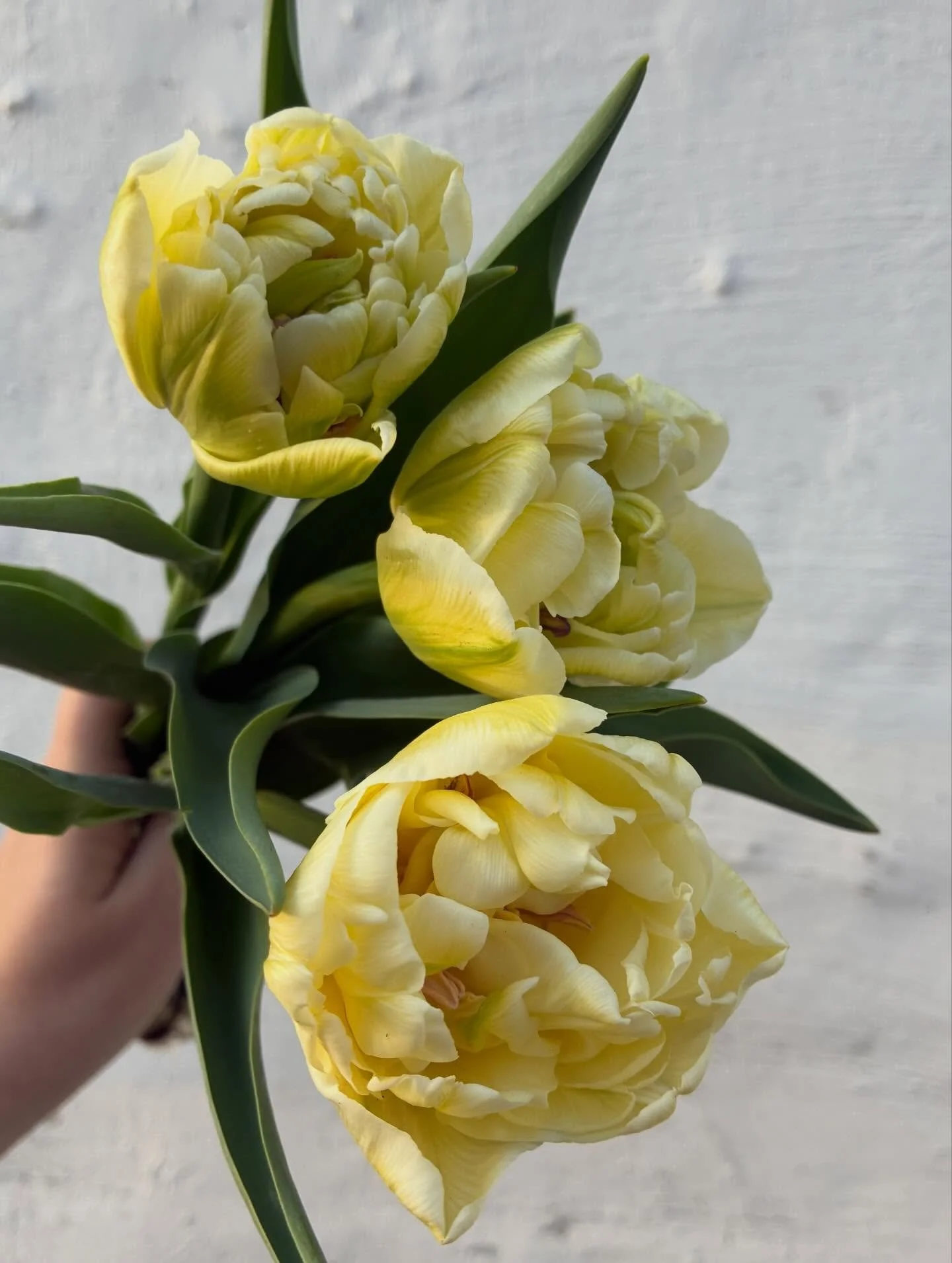 How do you even choose a favorite?! 😍 This is only a little snippet of the first round of Tulips we harvested back in March. 

I&rsquo;m so glad we forced our Tulips to bloom earlier this year. It&rsquo;s been great not having to stress about harves