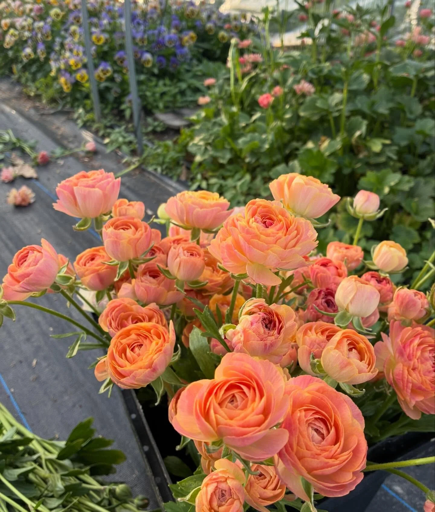 Harvesting as much Ranunculus as we can this week for Sunday&rsquo;s festival in Collingswood @clovermarket ☘️ 
We&rsquo;ll be bringing the last Tulips, Ranunculus, potted herbs, and so much more! 

Ranunculus has been the best quality we&rsquo;ve gr