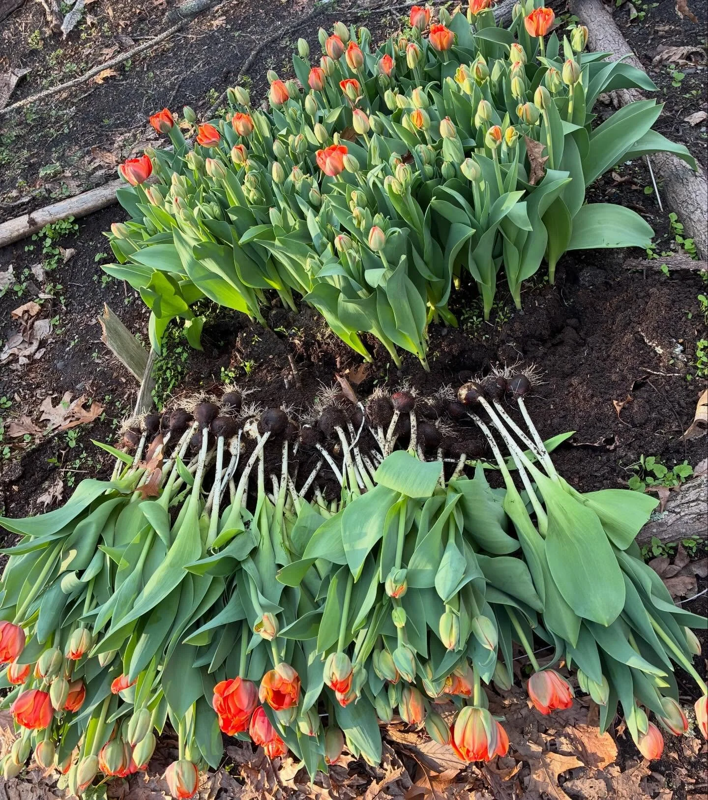 Throwback to our &ldquo;harvesting days&rdquo; which was really only 2 weeks ago🧡 
We pull the whole bulb out of the ground so they can store longer in our cooler and stay fresh! We are bringing the LAST of our Tulips to Sunday&rsquo;s festival @clo