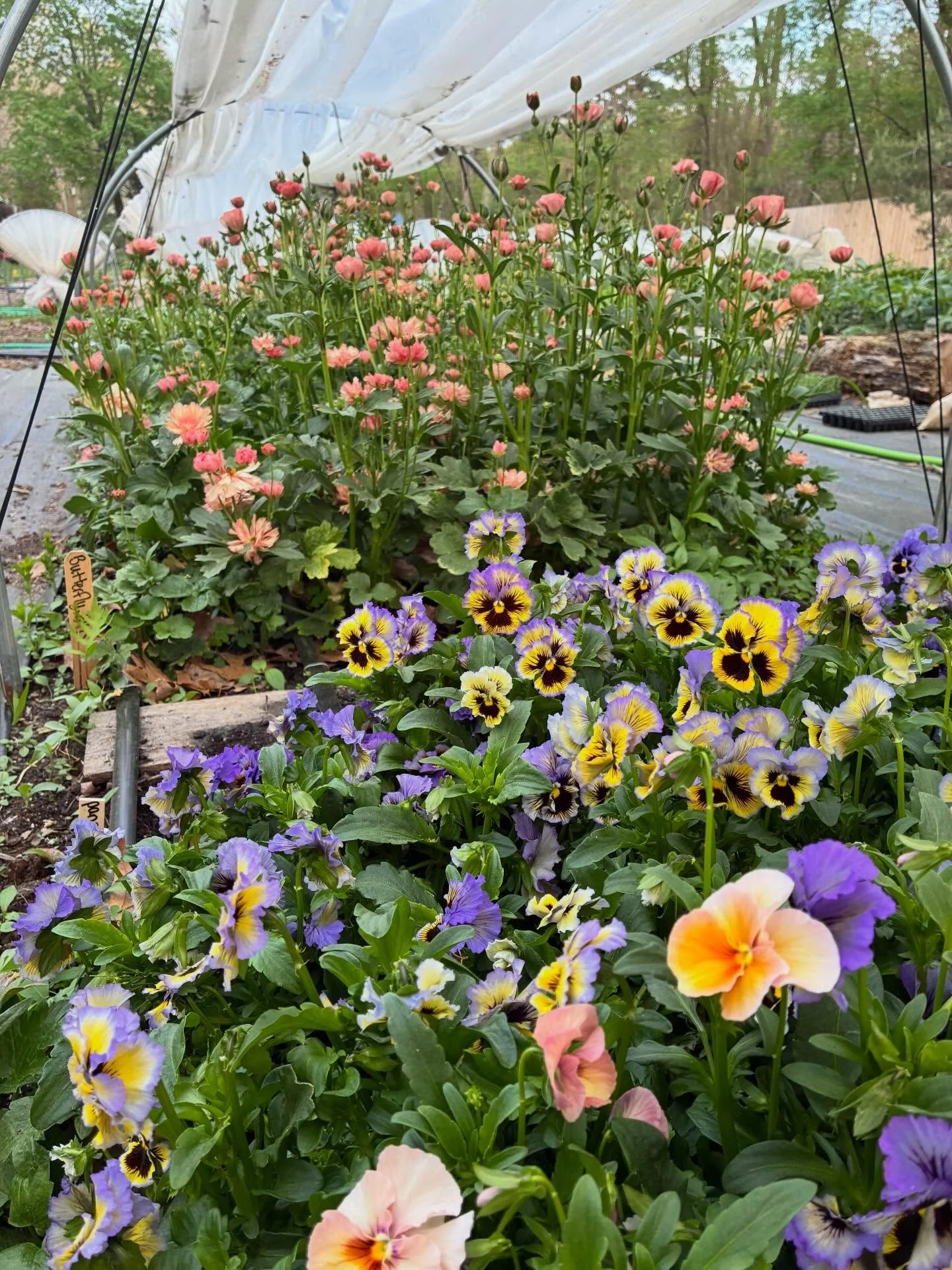 One of my favorite April farm views
🌸 Pansies &amp; Ranunculus🌸
I&rsquo;m looking forward to a new month with some warmer weather! We are harvesting as many flowers as we can to safely store in our cooler and hold for Mother&rsquo;s Day. The cooler