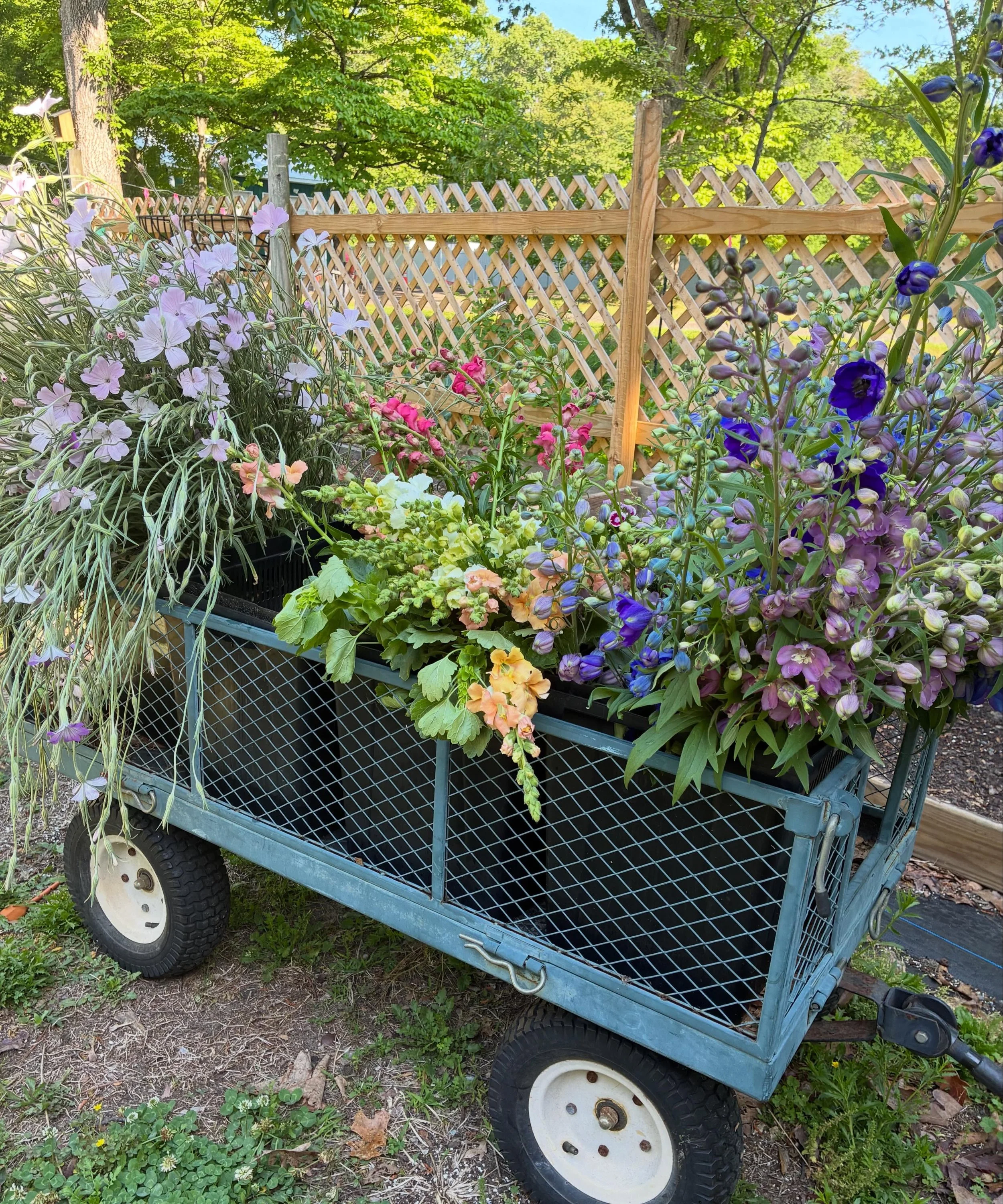 90 degree weather means lots of harvesting! Our garden has literally exploded in what seems like over night. We&rsquo;ve been doing early AM wholesale deliveries this week and look forward to floral designers giving our locally grown blooms a try. I 