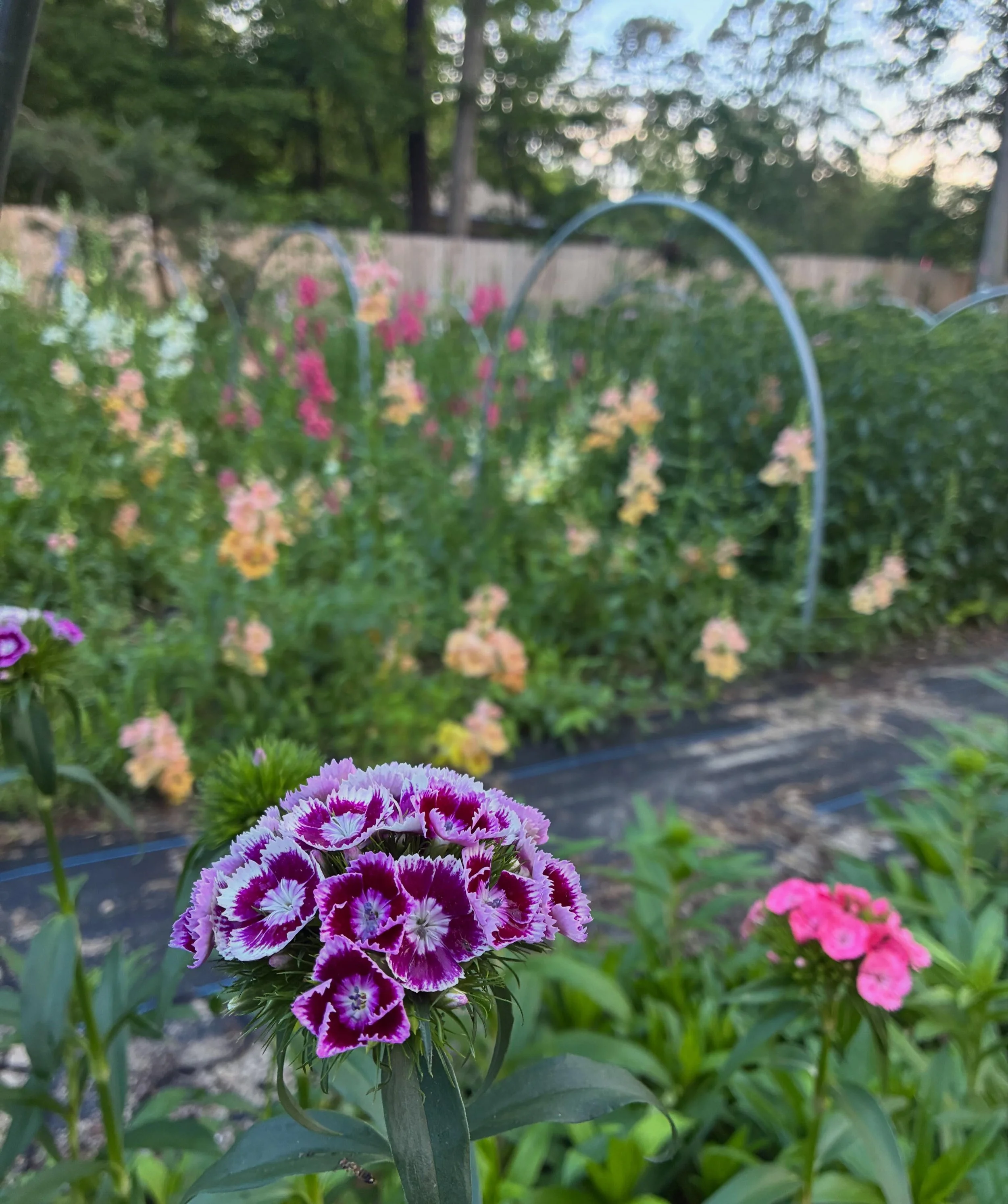 Some pretty garden photos post rain! It feels so nice to finally have some sun shine. Not too hot, not too cold, just perfect! 

Lots of farm work this week like planting Dahlias, planting summer plugs, weeding, and a fun bridal shower this weekend! 
