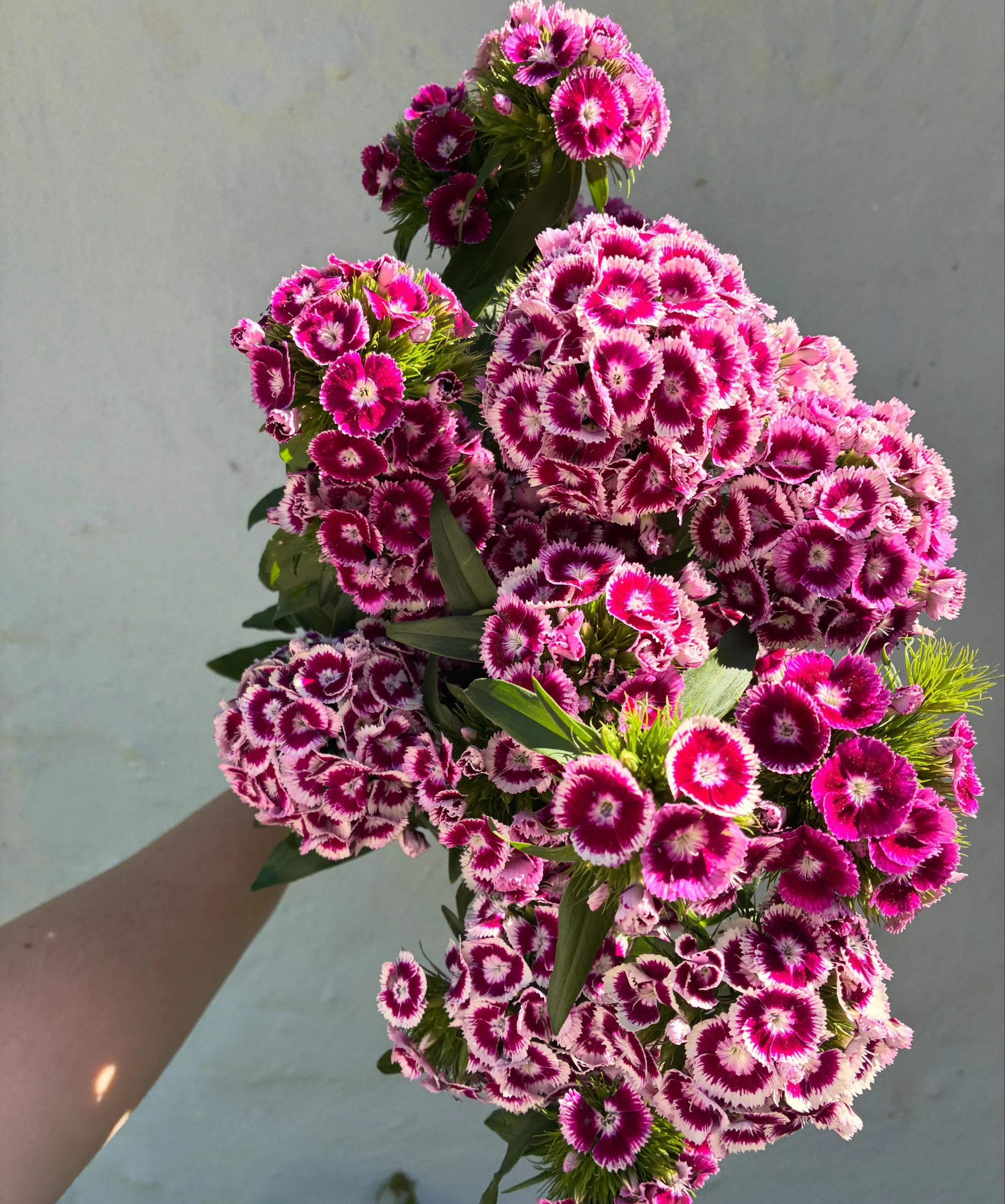 Obsessed with this Dianthus! I never would&rsquo;ve thought it&rsquo;d be on the top of my list 🩷

Anyone else feel like this week has gone by so slow? Looking forward to a sunny weekend ahead!