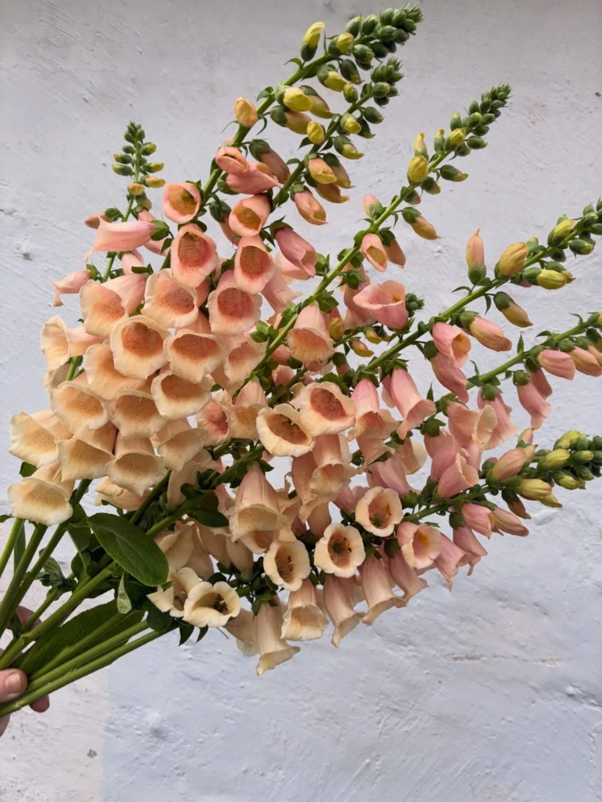 Beautiful peach Foxglove available for wholesale this week @rooted_farmers 🍑

We have a great selection of Foxglove, Dianthus, Larkspur, and more available for delivery this week 🧡