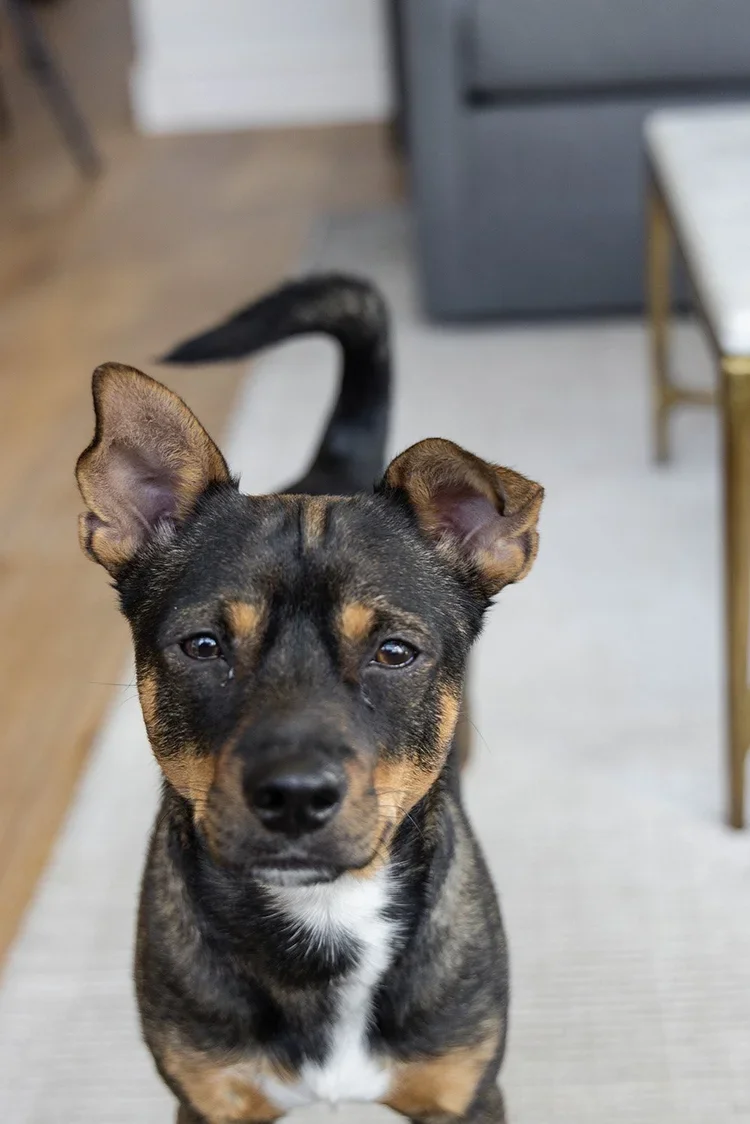 Hope Street | Family Room | Kate Kelly Interiors | Brooklyn, NY. Black and tan puppy sitting in a contemporary luxury living room with neutral furnishings, hardwood floors, and modern décor, adding warmth and personality to a thoughtfully designed in