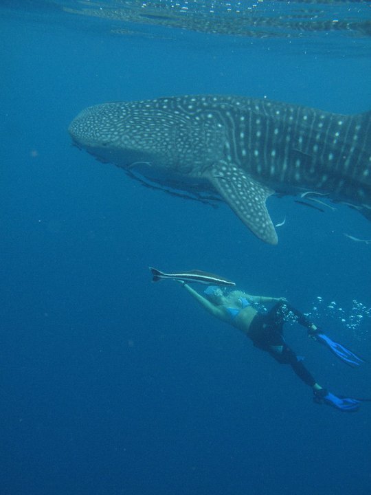 whaleshark.jpeg