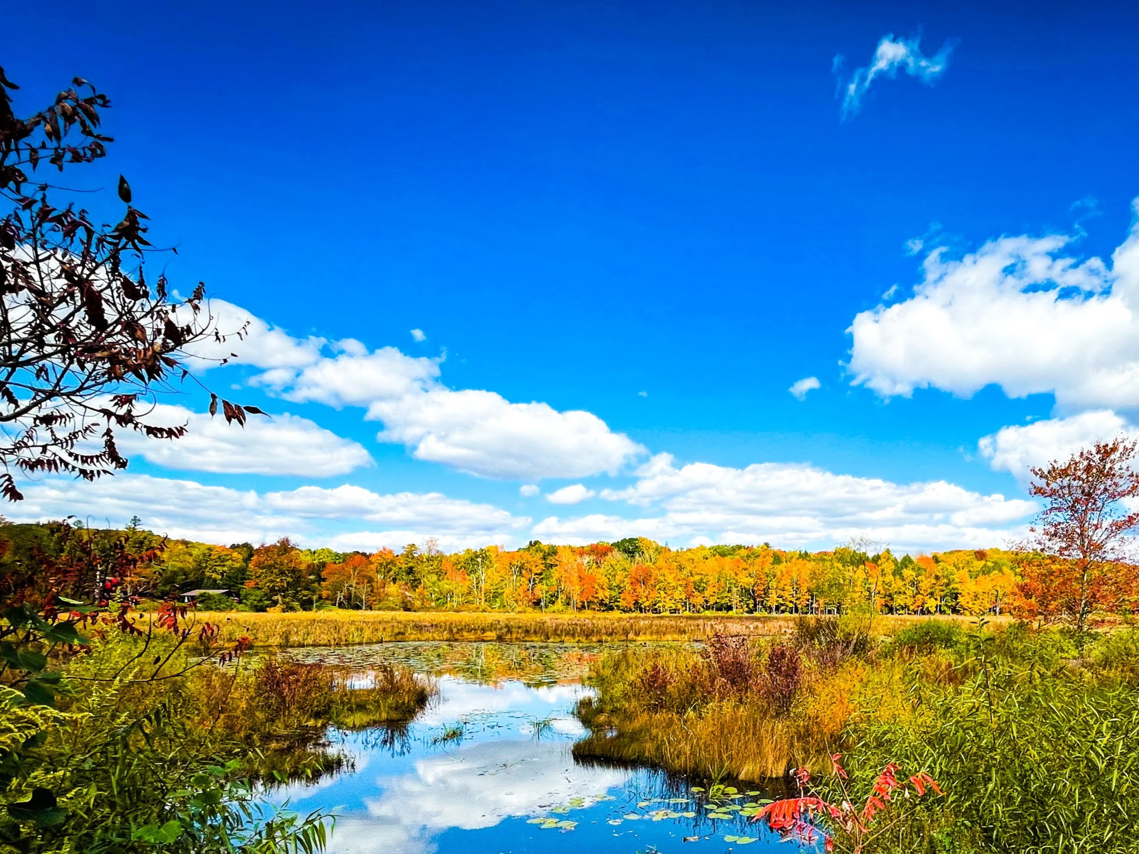 Fall on the water Rail Trail near Hurleyville in Early October Fall Foliage.JPG