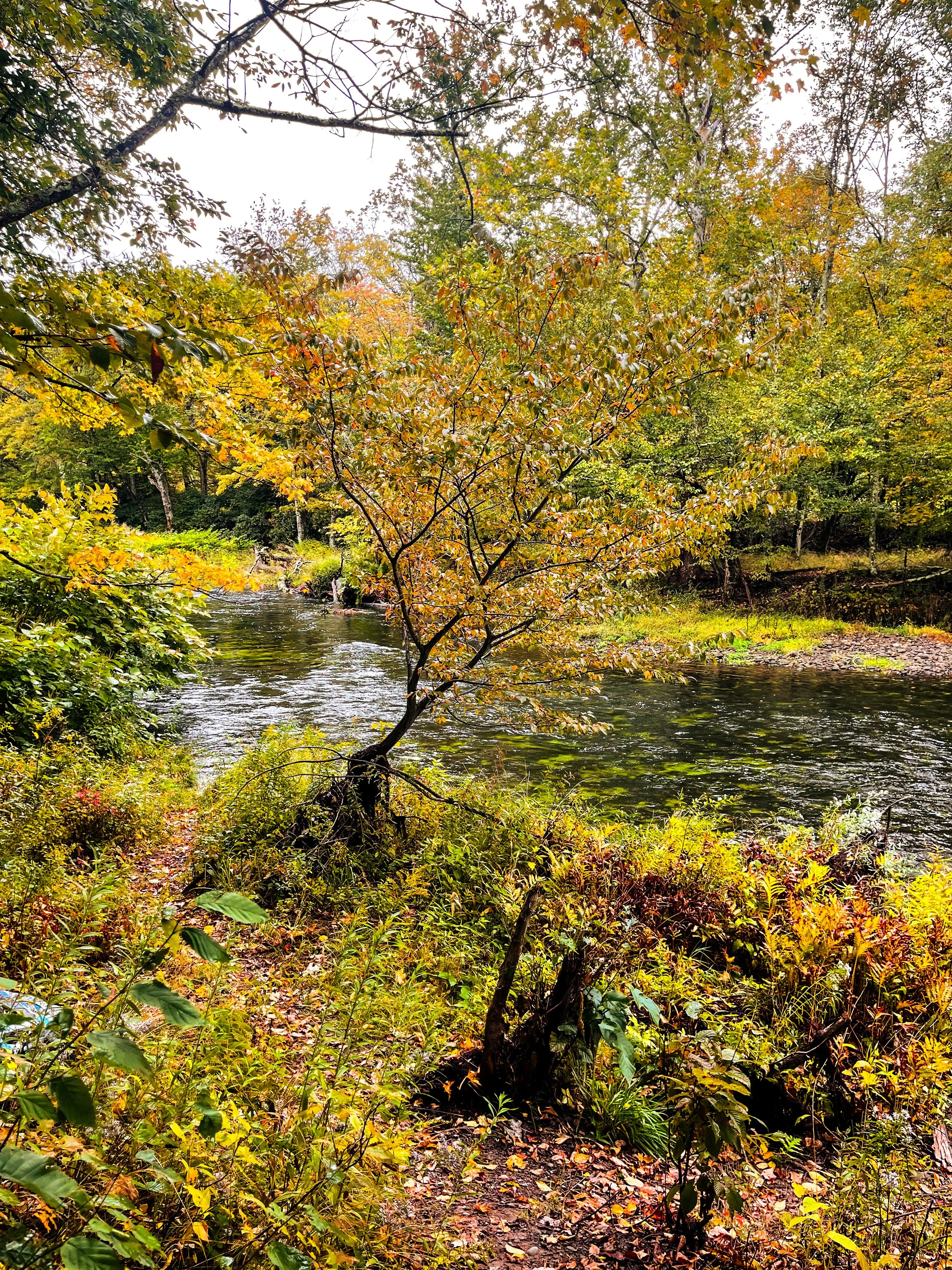 neversink river through the trees in autumn fallJPG.JPG