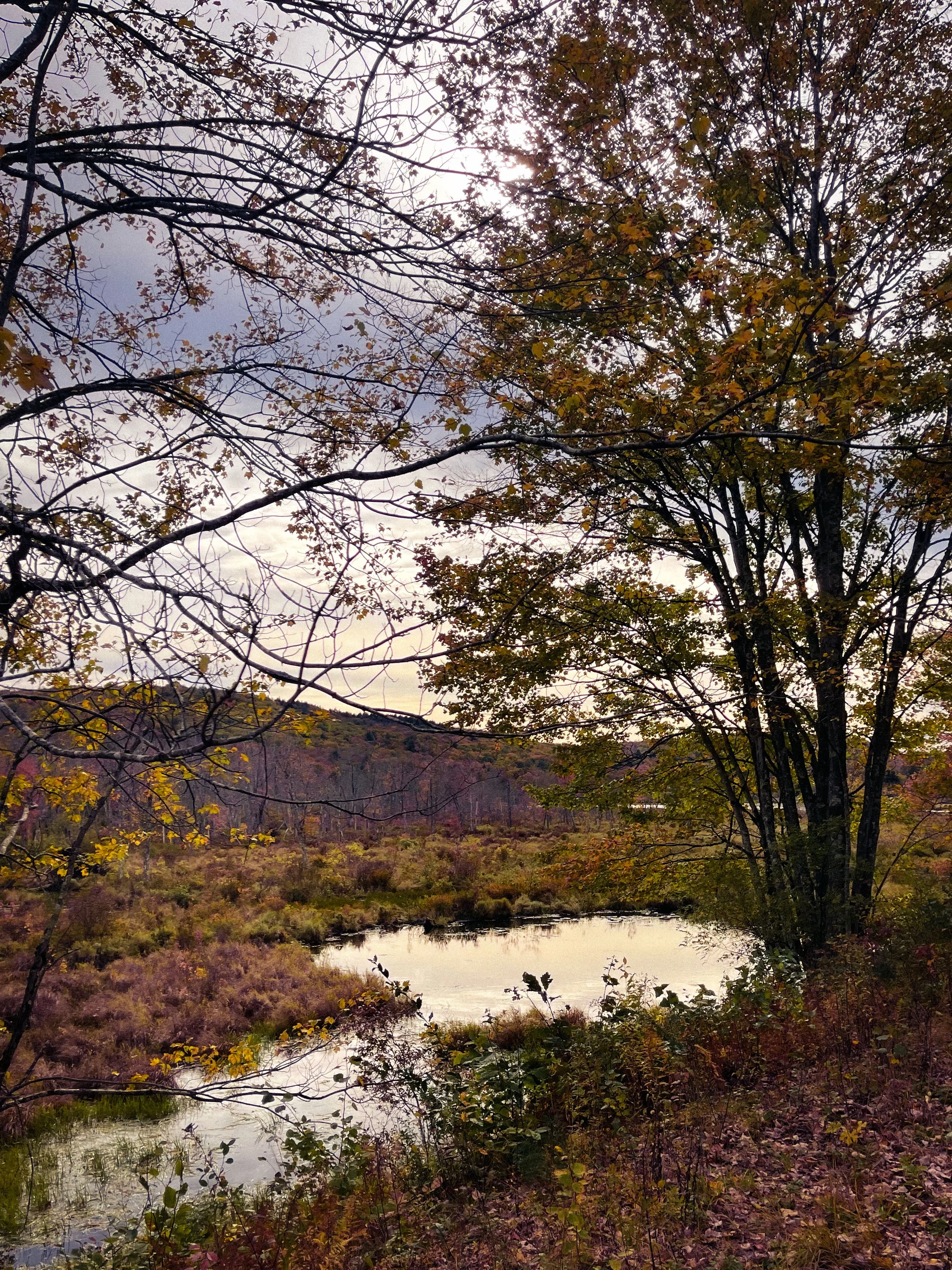 Yellow and PUrple Hurleyville Rail Trail Moody October Fall Foliage.JPG.JPG