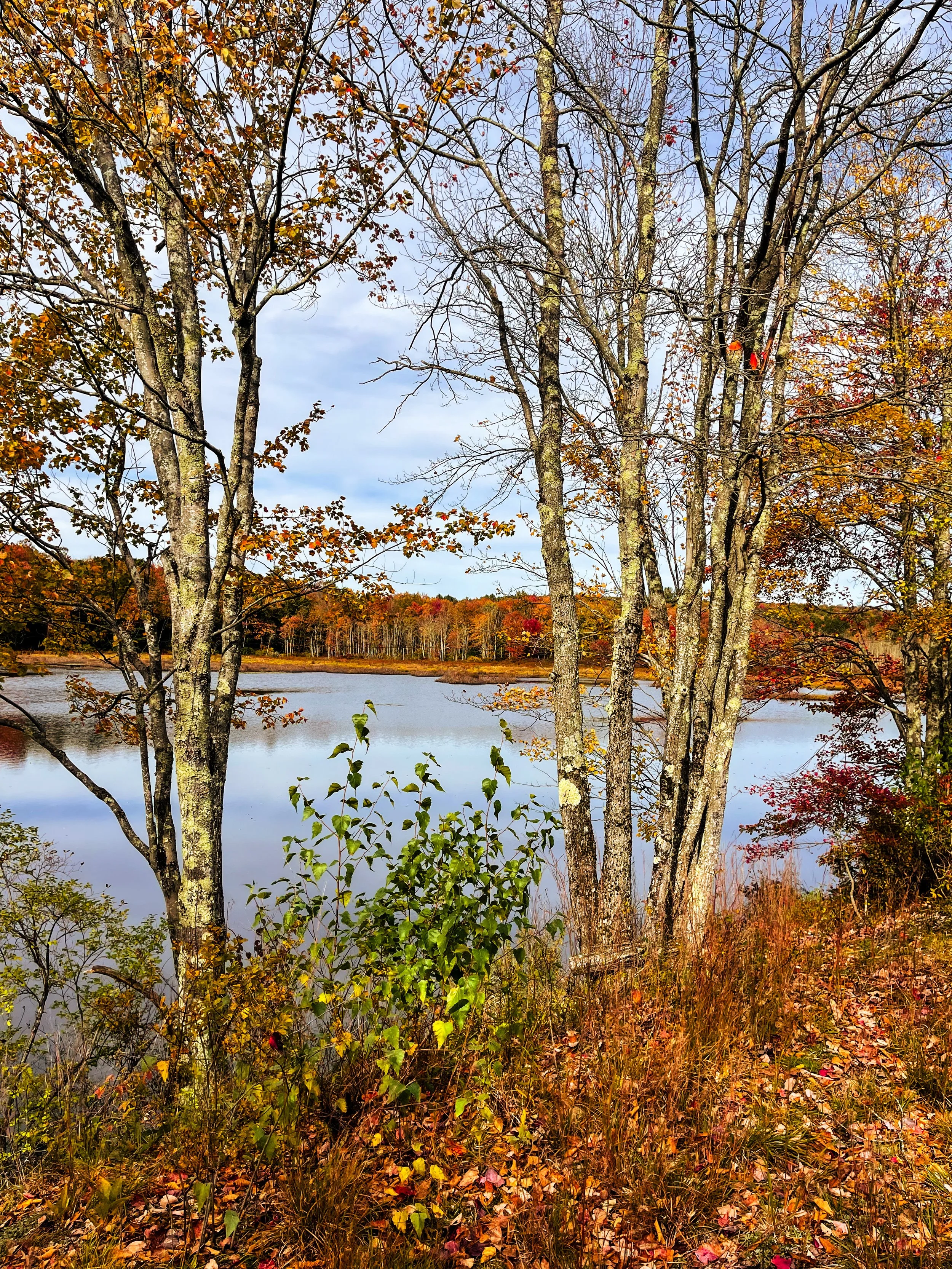 THrough the brush Hurleyville Rail Trail Moody October Fall Foliage.JPG.JPG