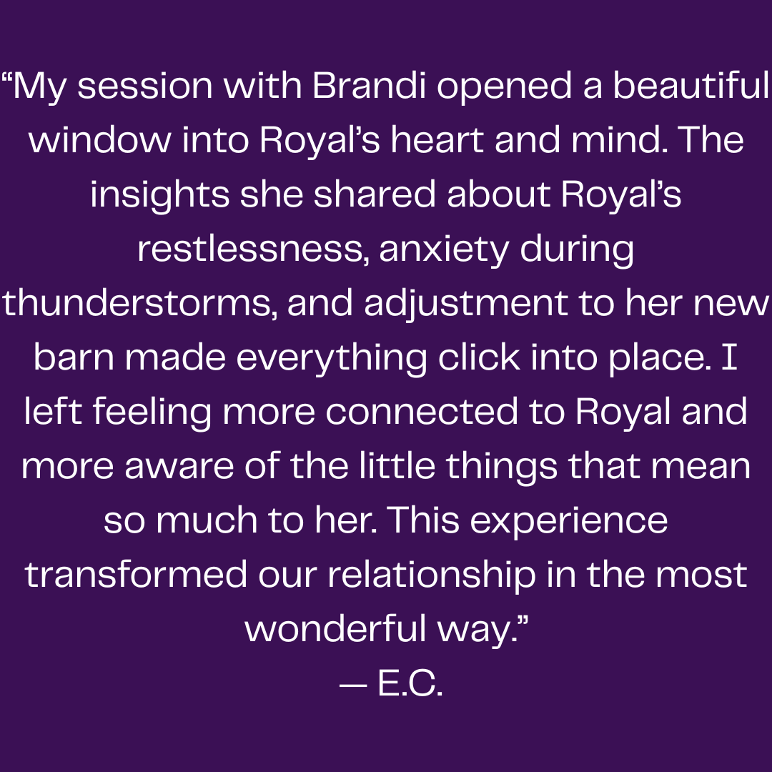 Testimonial from Royal’s owner describing how Brandi Van’s animal communication reading provided insight into her horse’s feelings, needs, and adjustment to a new barn.