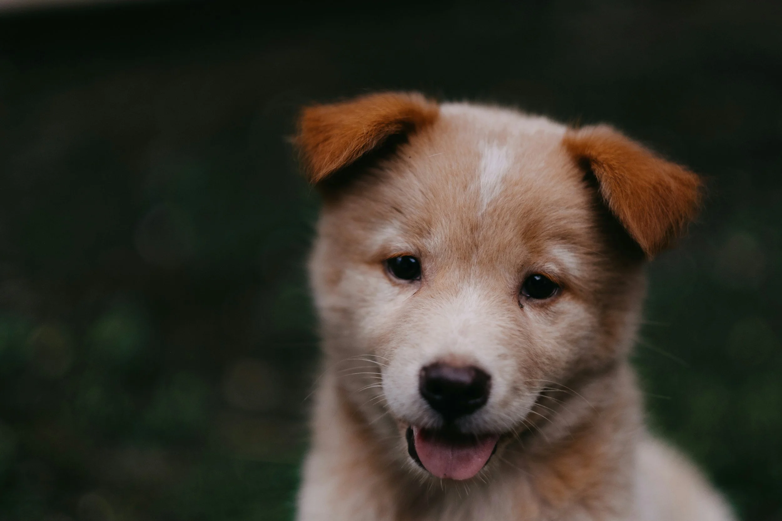 Dog receiving guidance through animal communication, inspired by Nikki Vasconez, strengthening pet-human bond