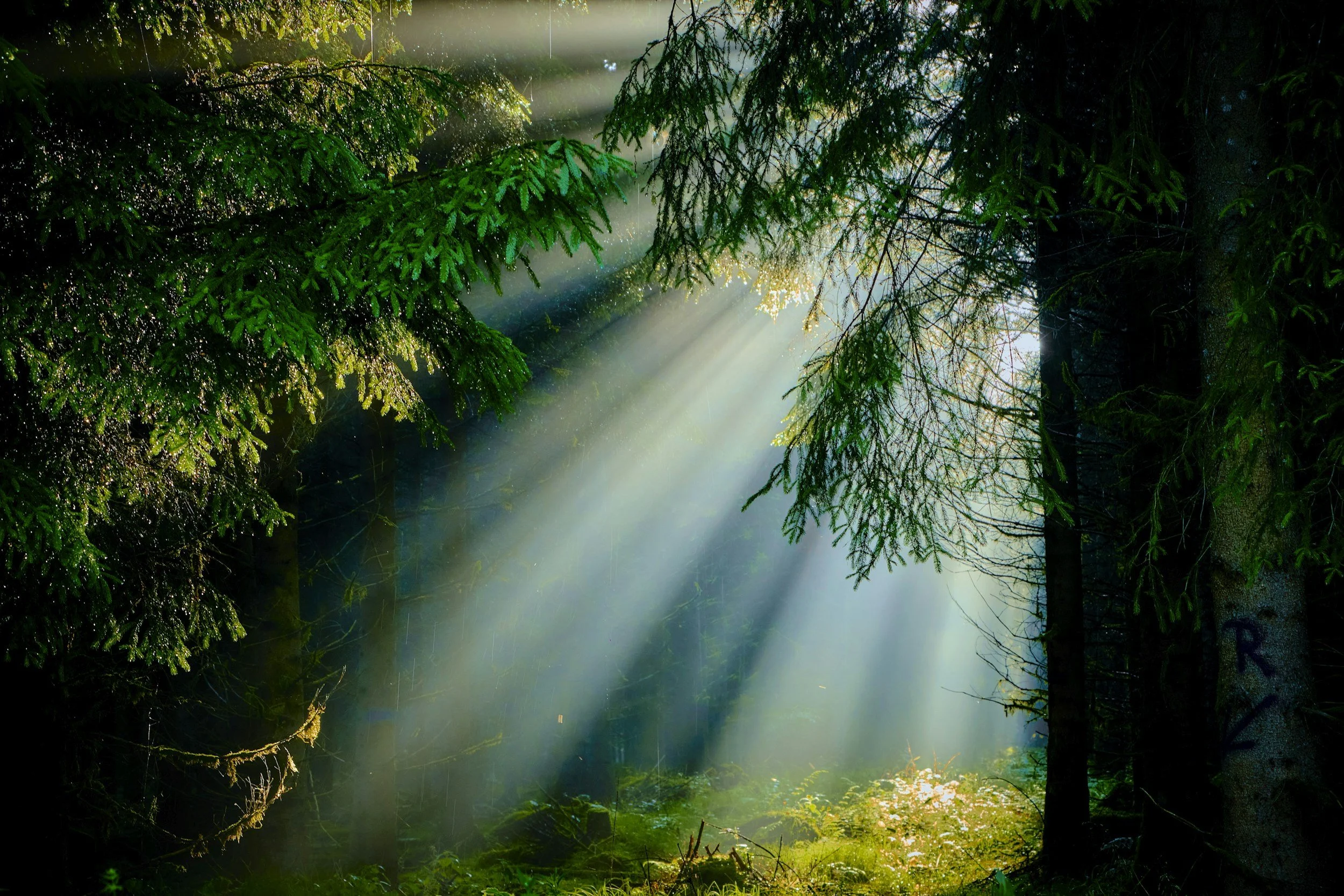 Sunlight streaming through a forest, symbolizing clarity, guidance, and spiritual growth offered through the Psychic Development Mentorship Program, helping students tap into their psychic abilities, develop intuition and strengthen psychic powers.
