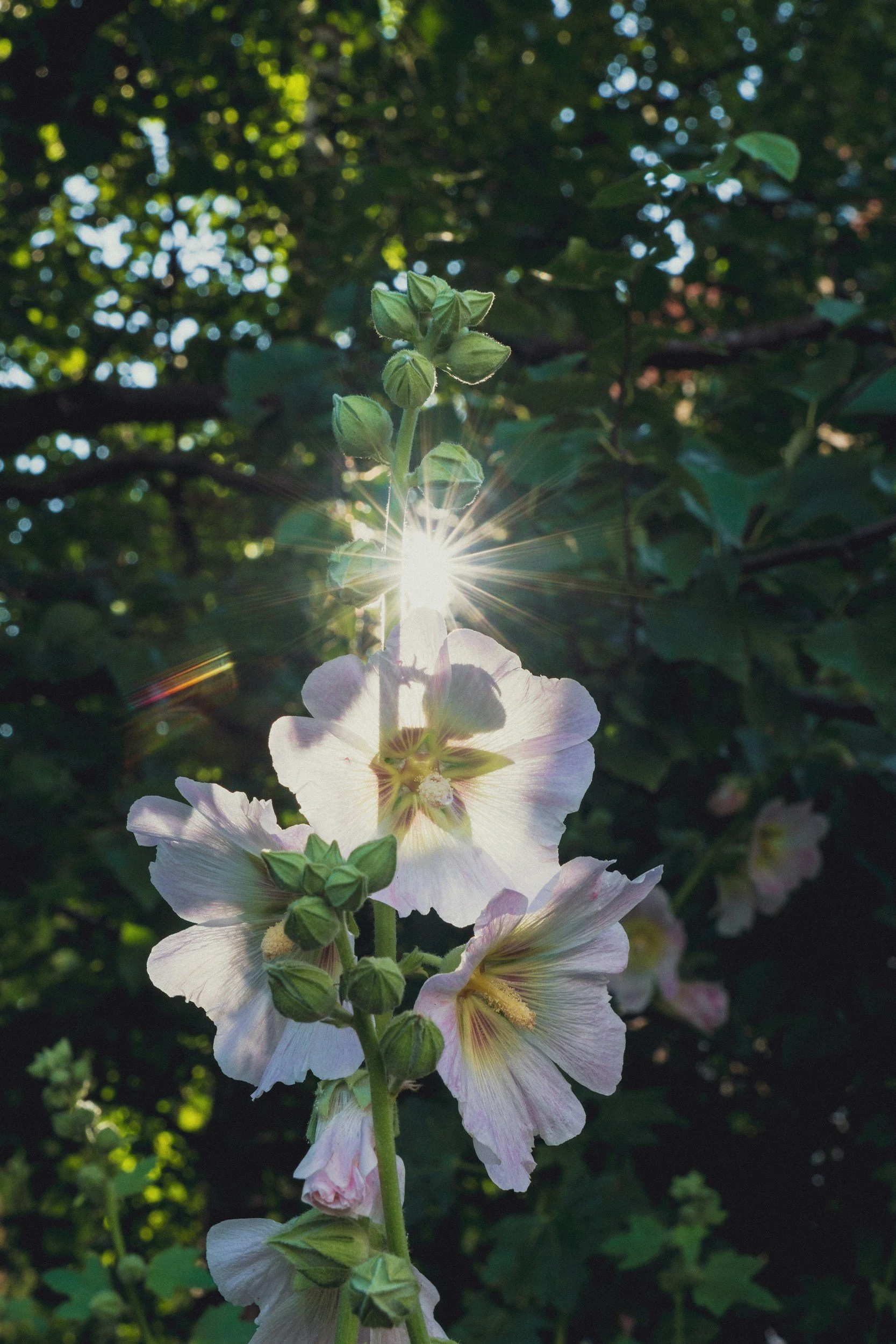 Growth and transformation concept, symbolizing development of psychic abilities